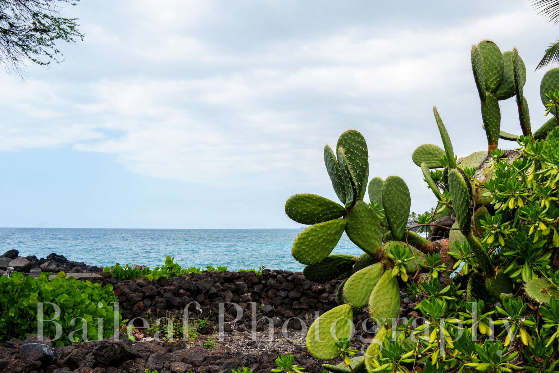 Prickly Pear Cactus Hawaii