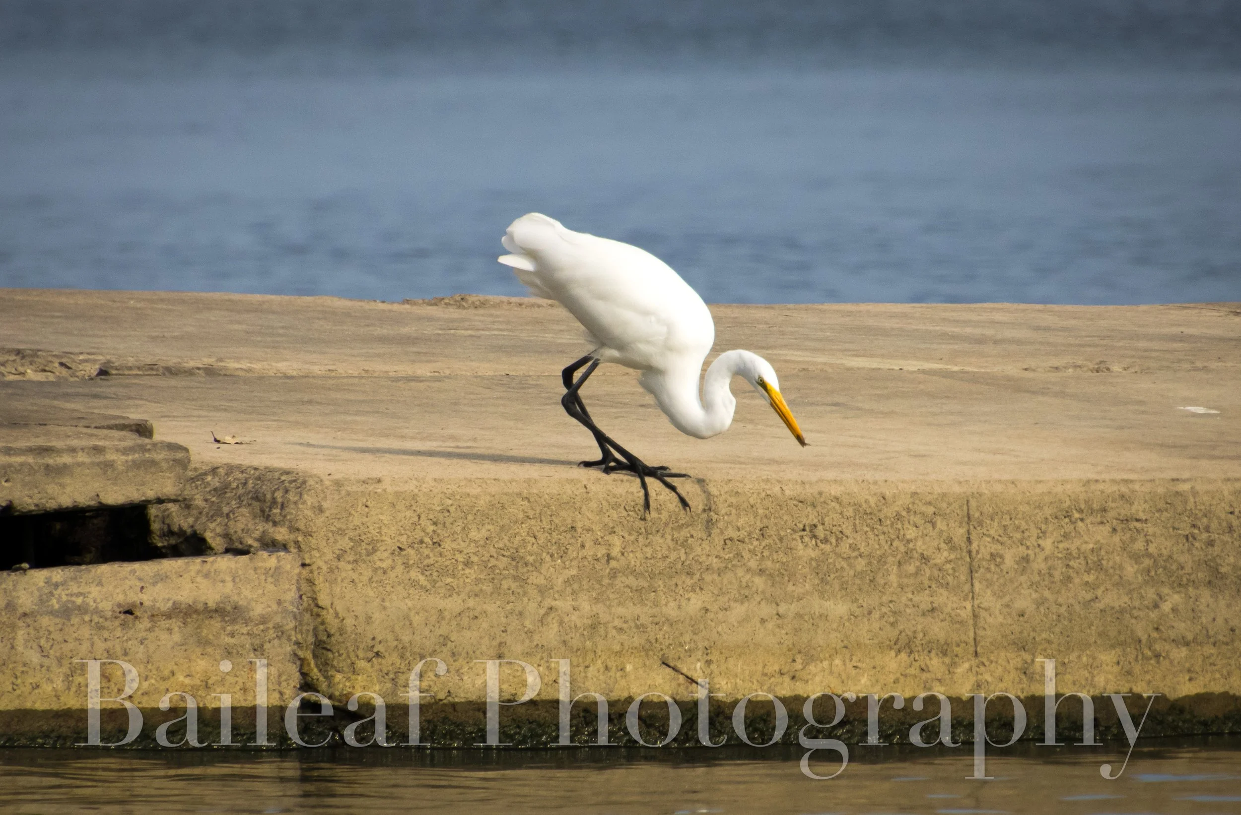 Great Egret