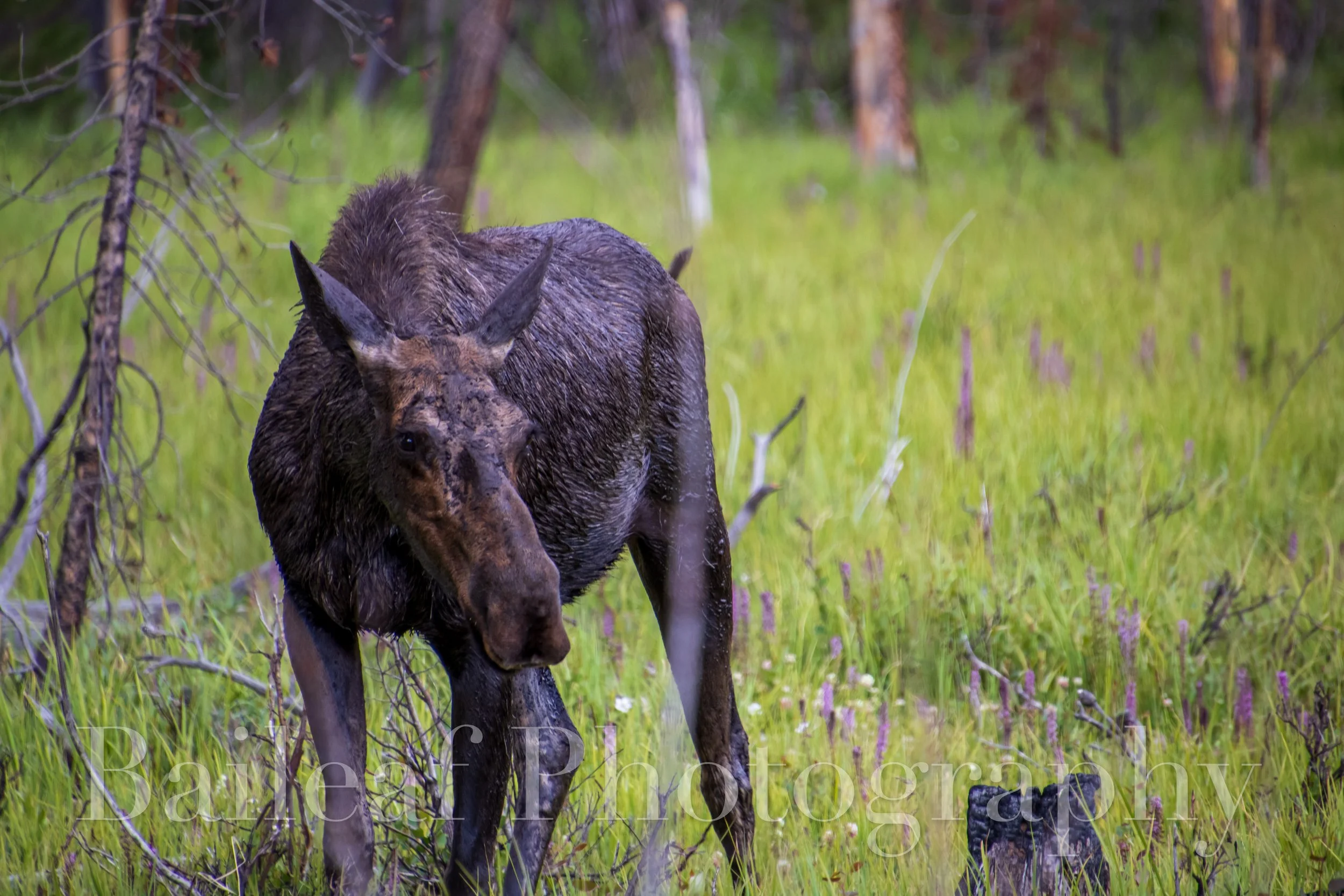 Moose