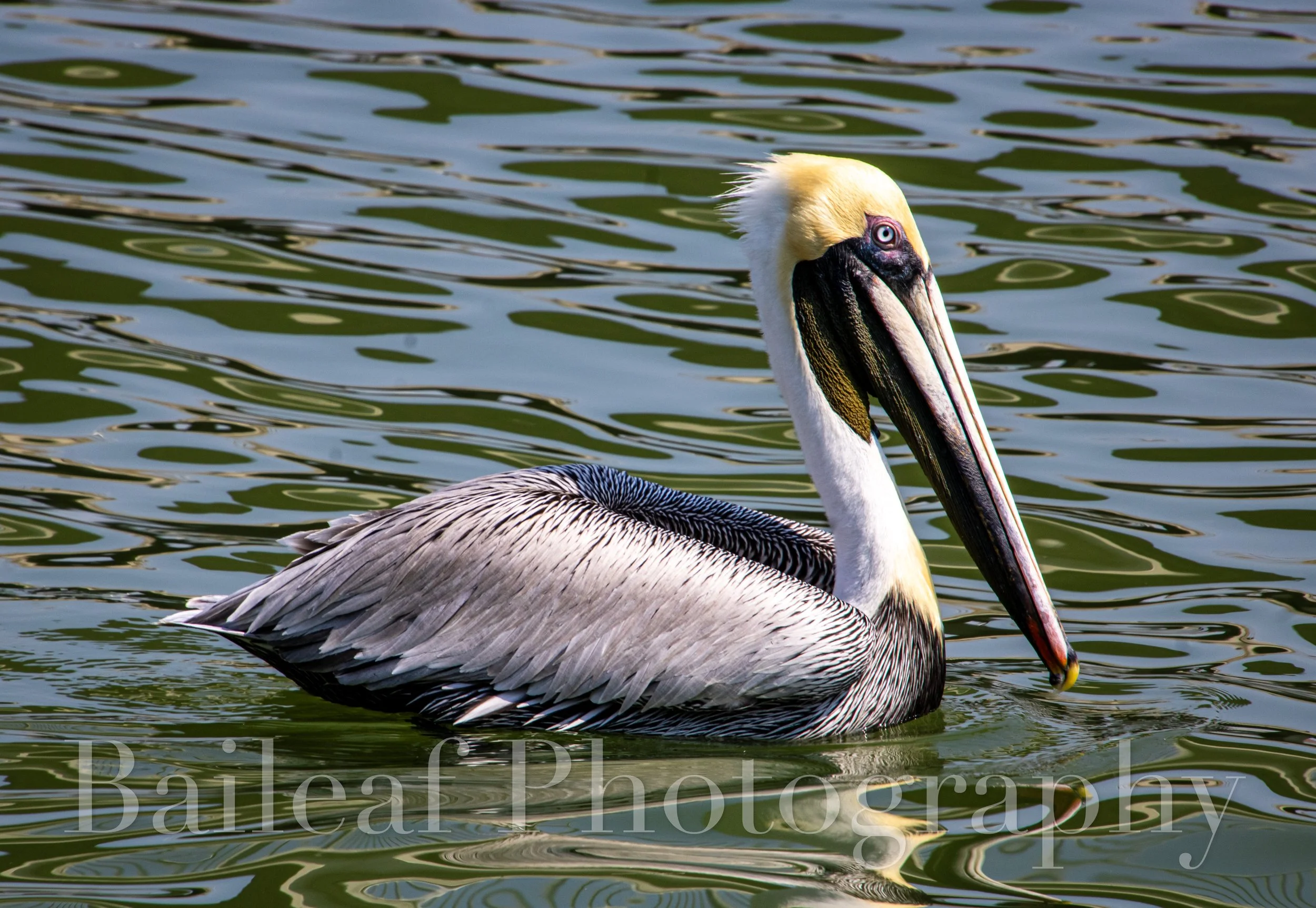 Pelican 1