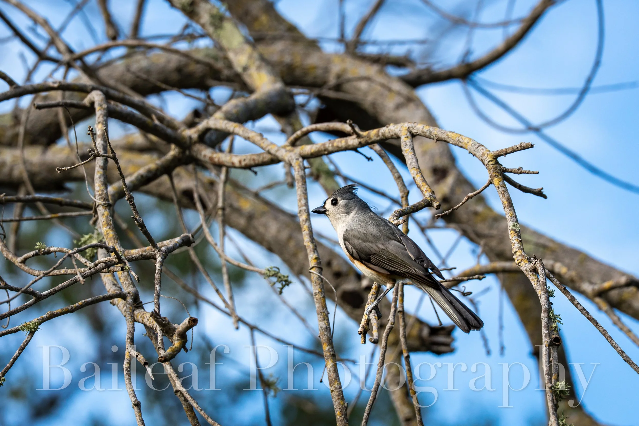 Tufted Titmouse