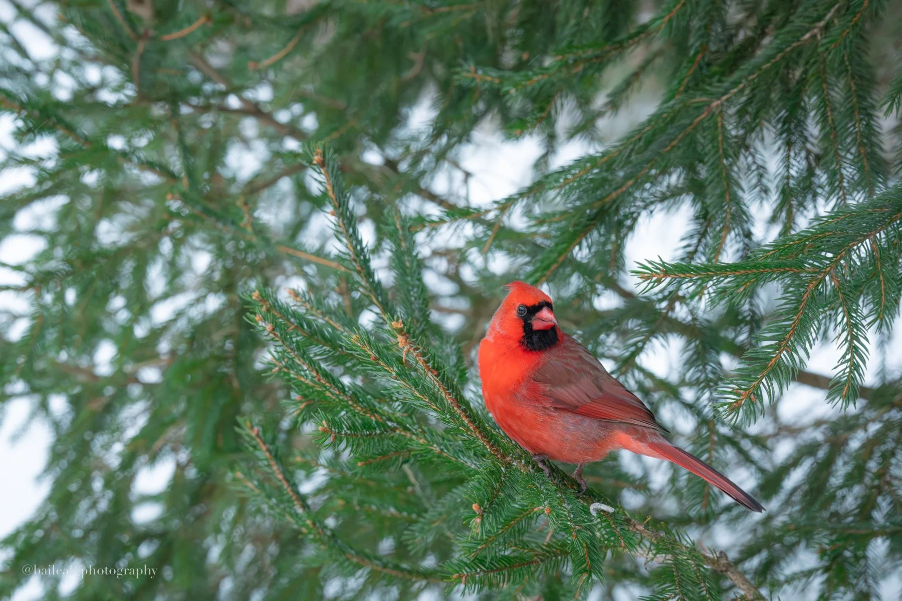 Winter Cardinal
