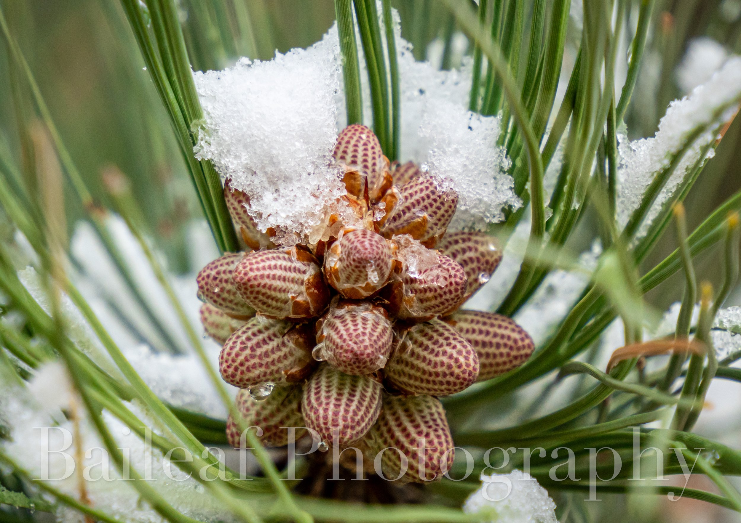 Pine