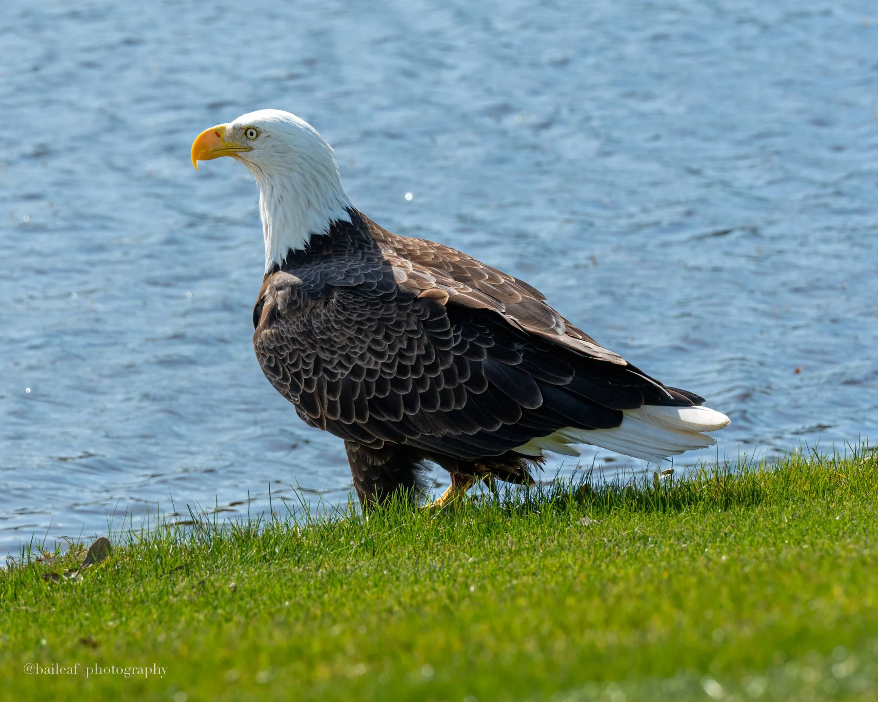 Eagle