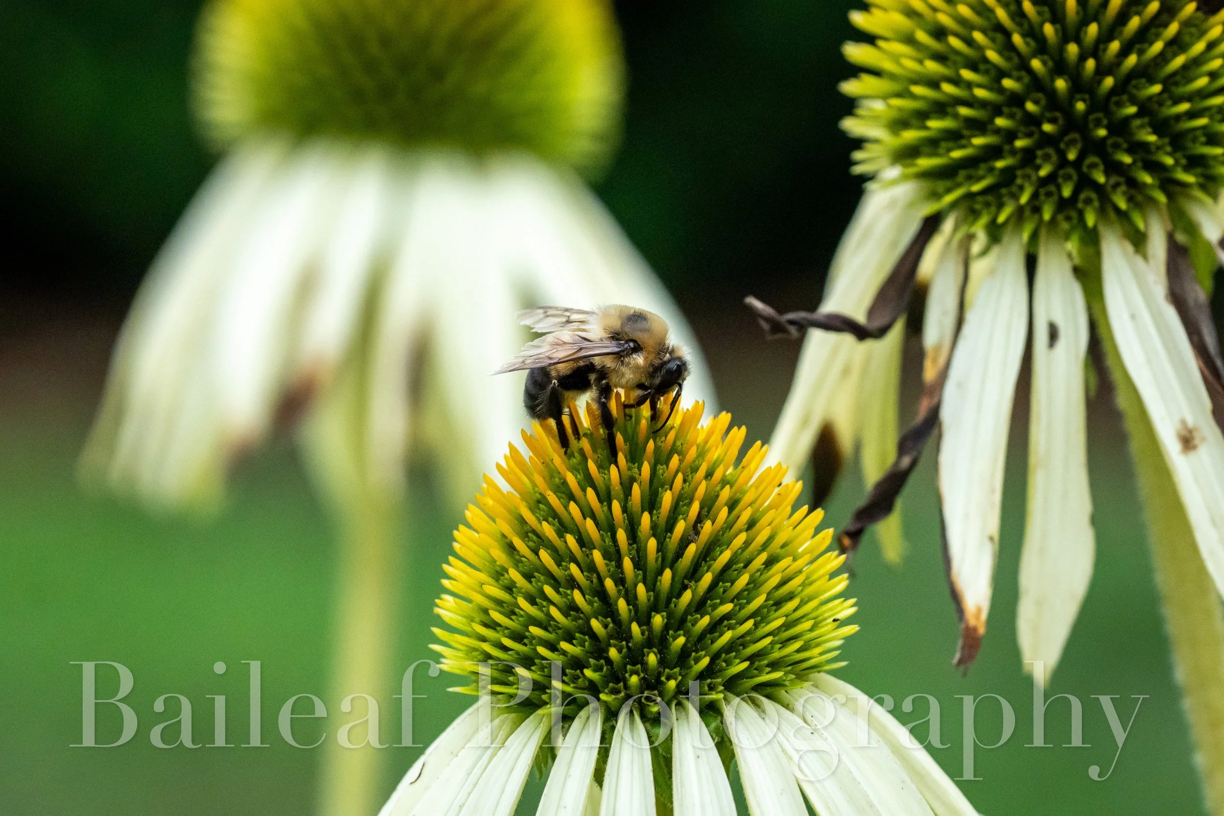 Bee on Flower 1