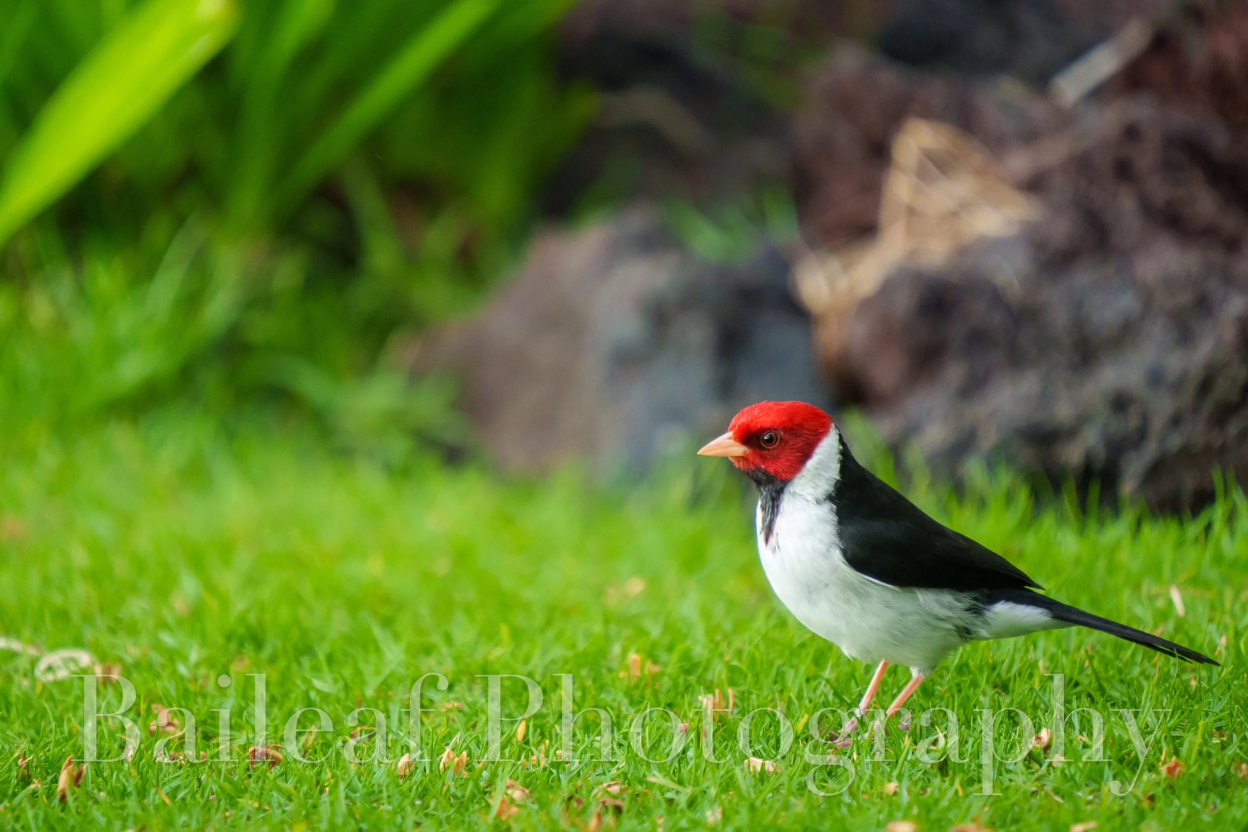 Yellow-billed cardinal