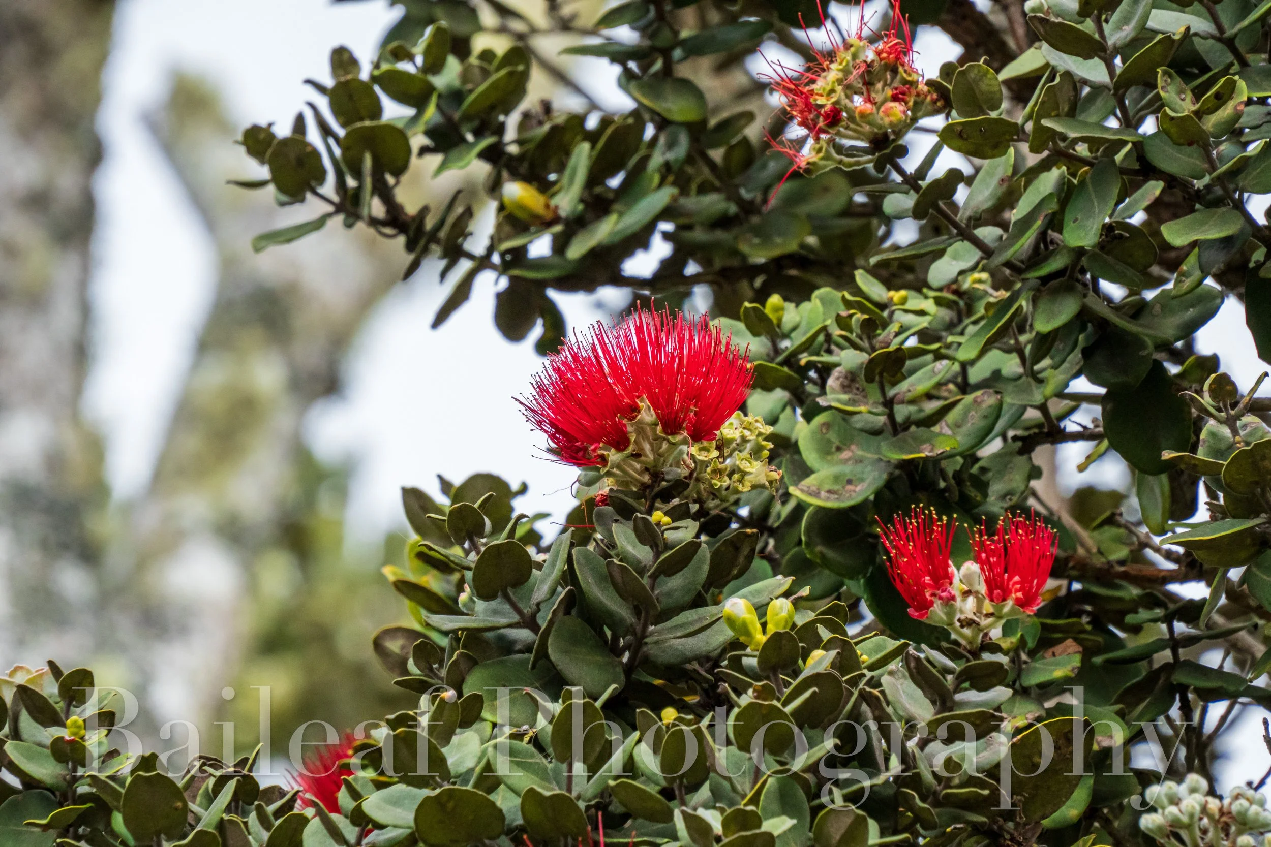 Ōhiʻa Lehua