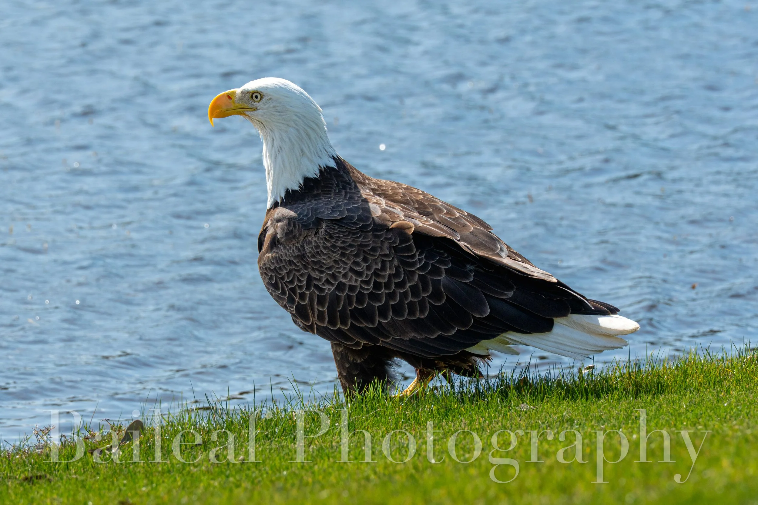 Eagle 1