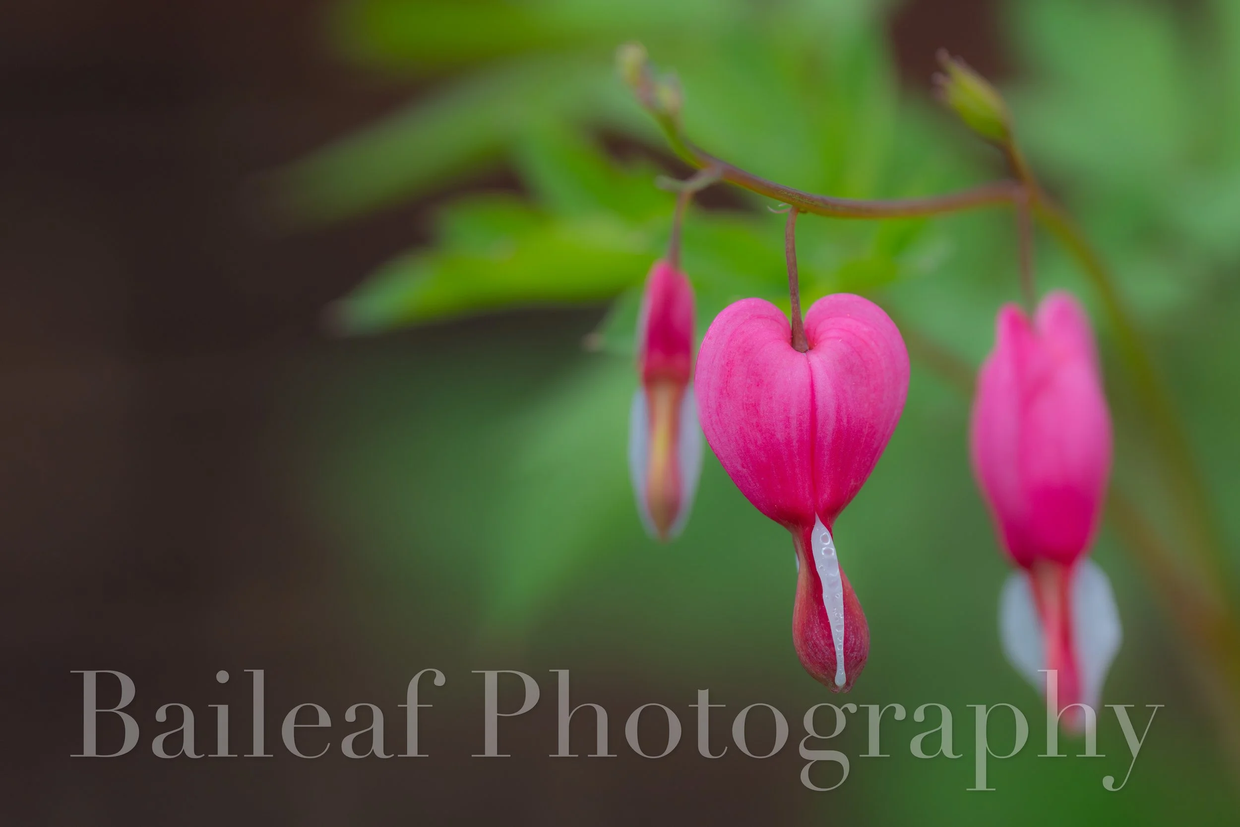Bleeding Heart