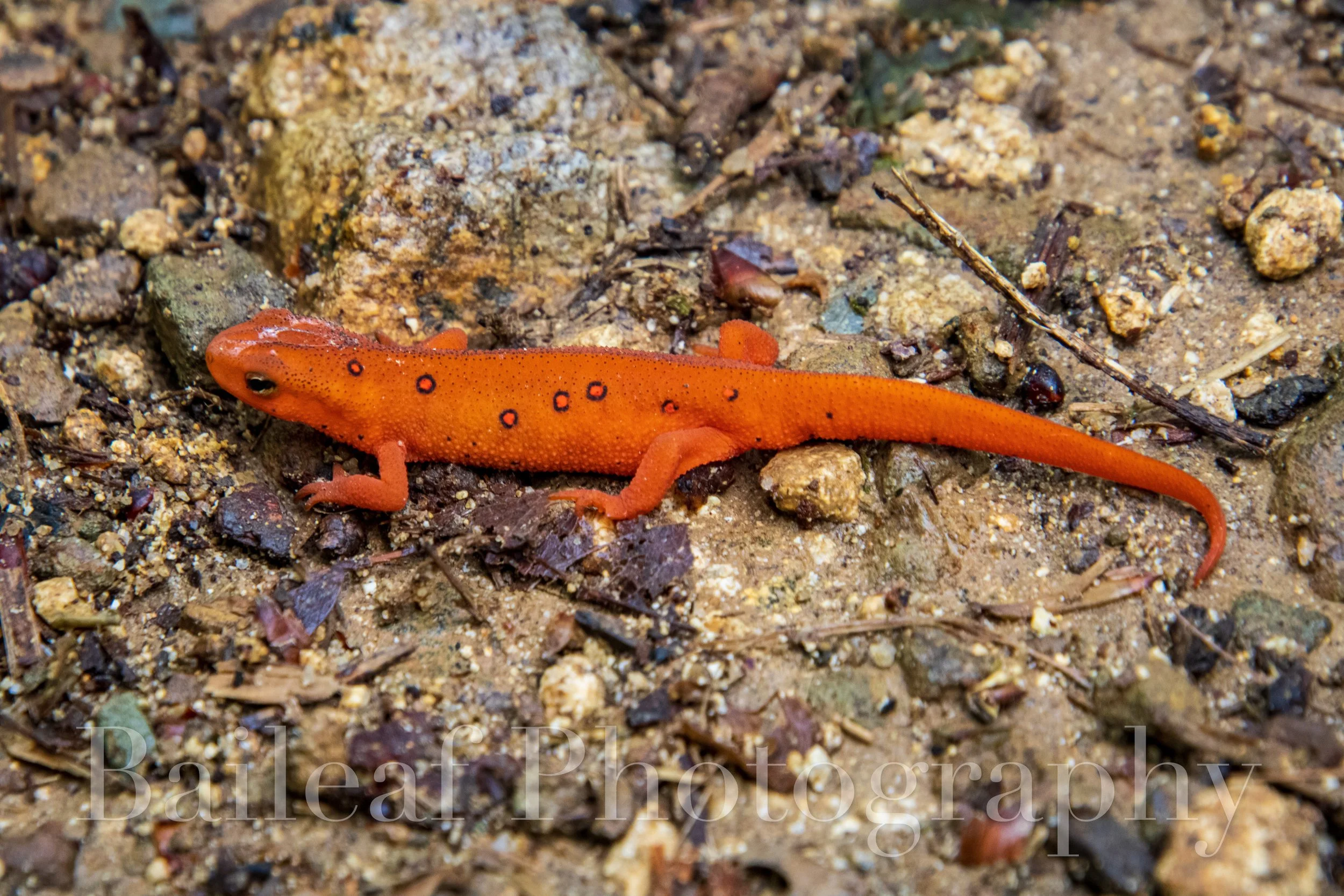 Eastern Newt