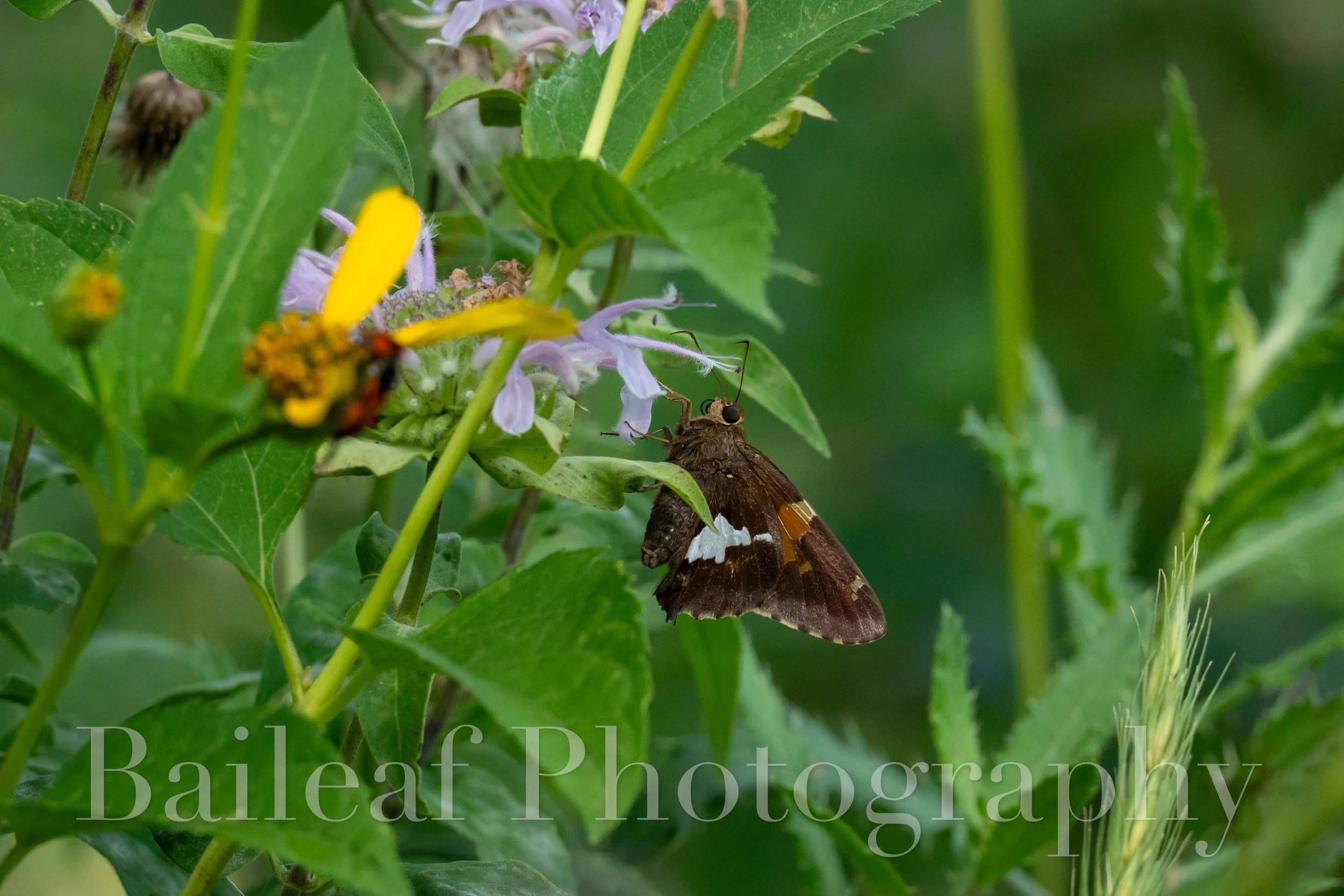 Moth