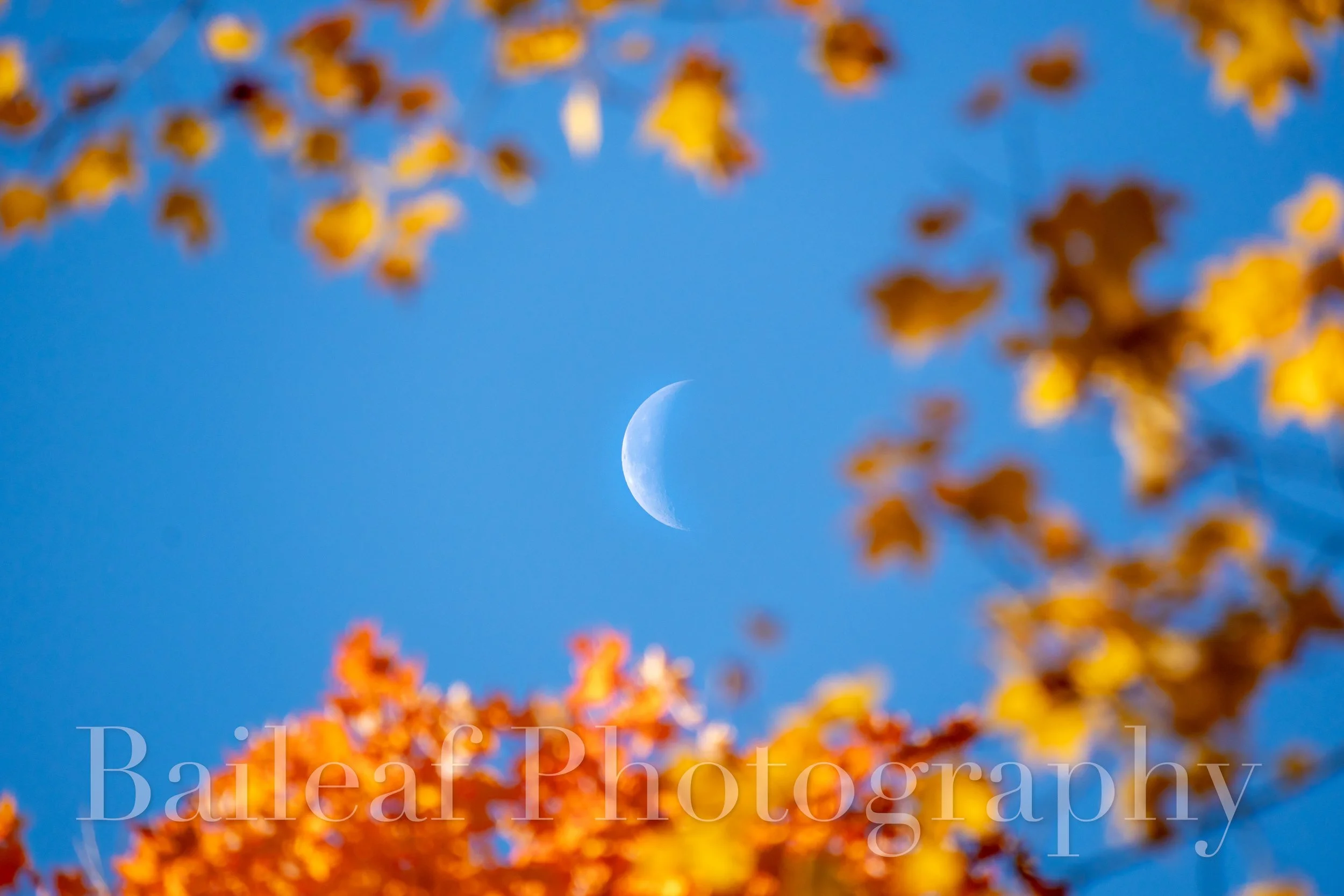 Fall Moon
