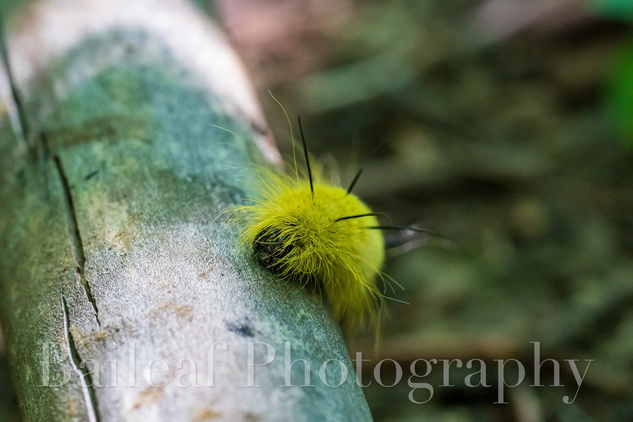 American Dagger Moth Caterpillar 