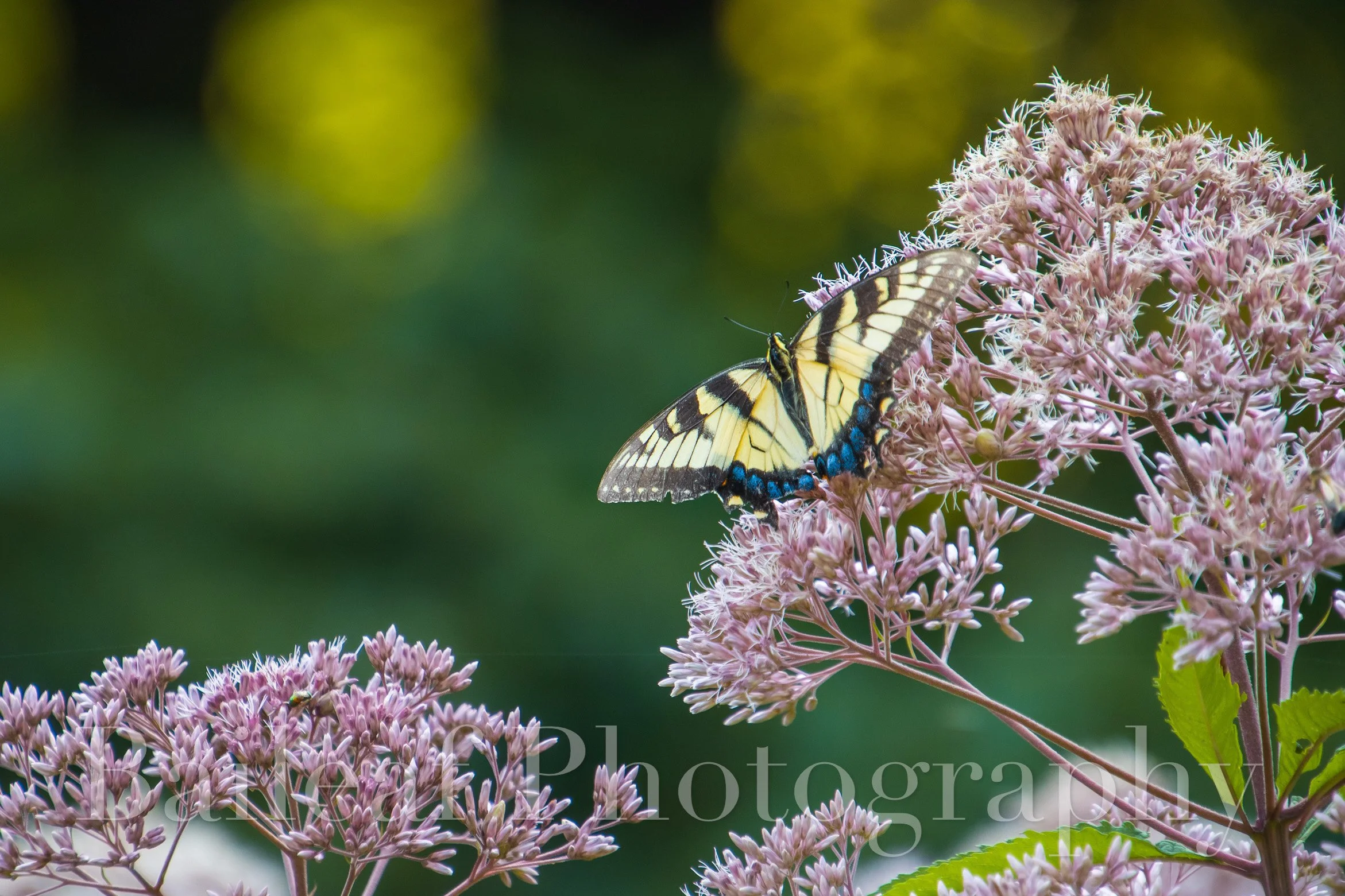 Eastern Tiger Swallowtail 1