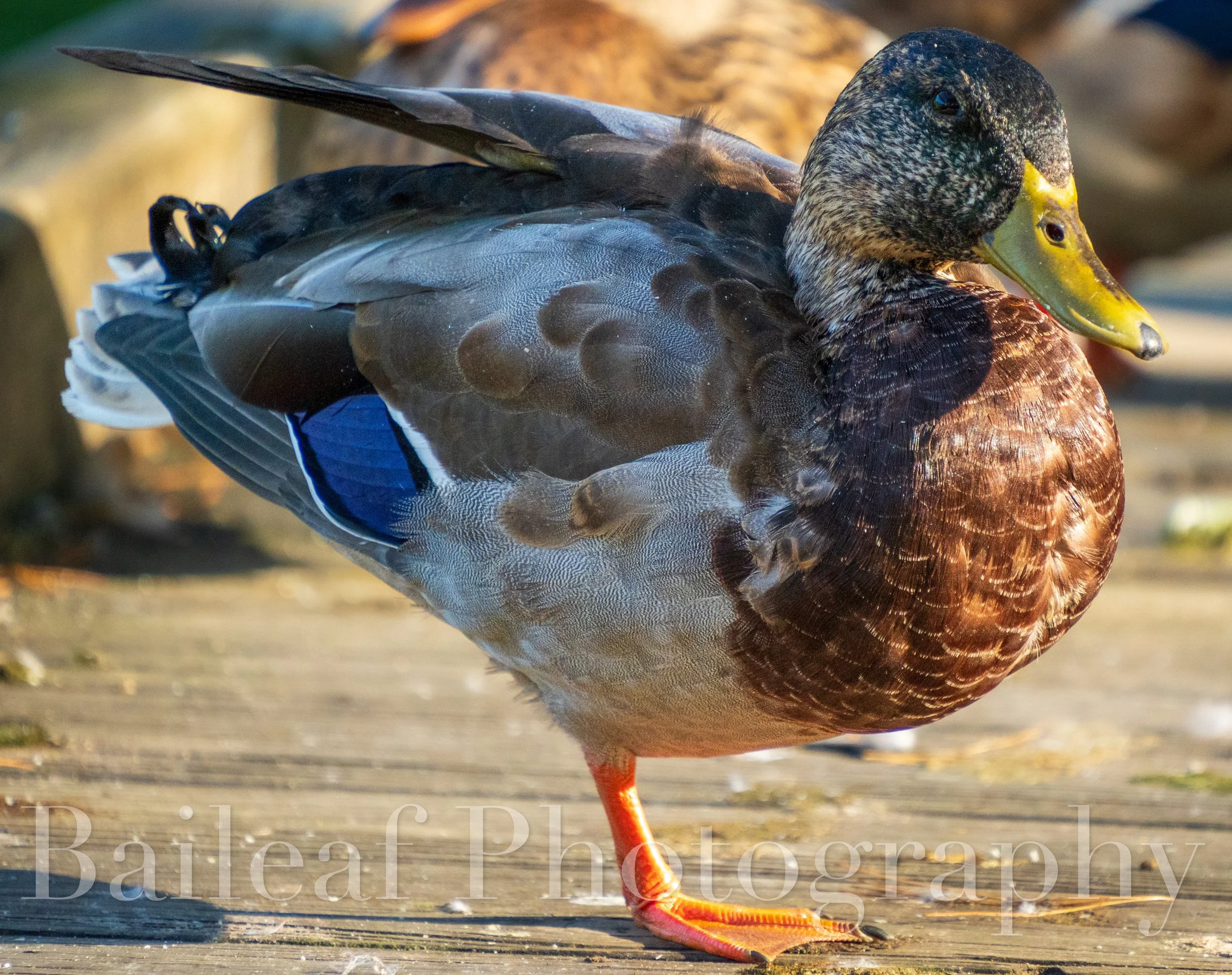 Balancing Duck