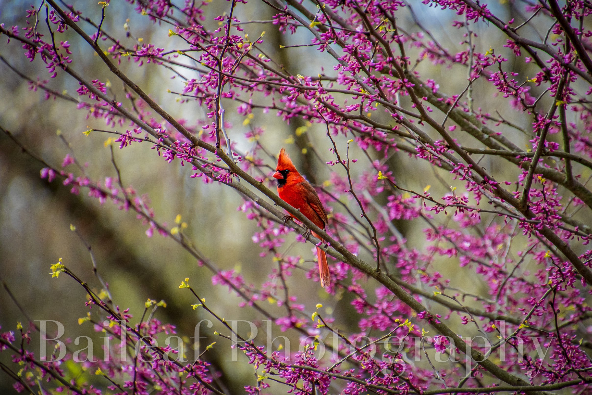 Spring Cardinal