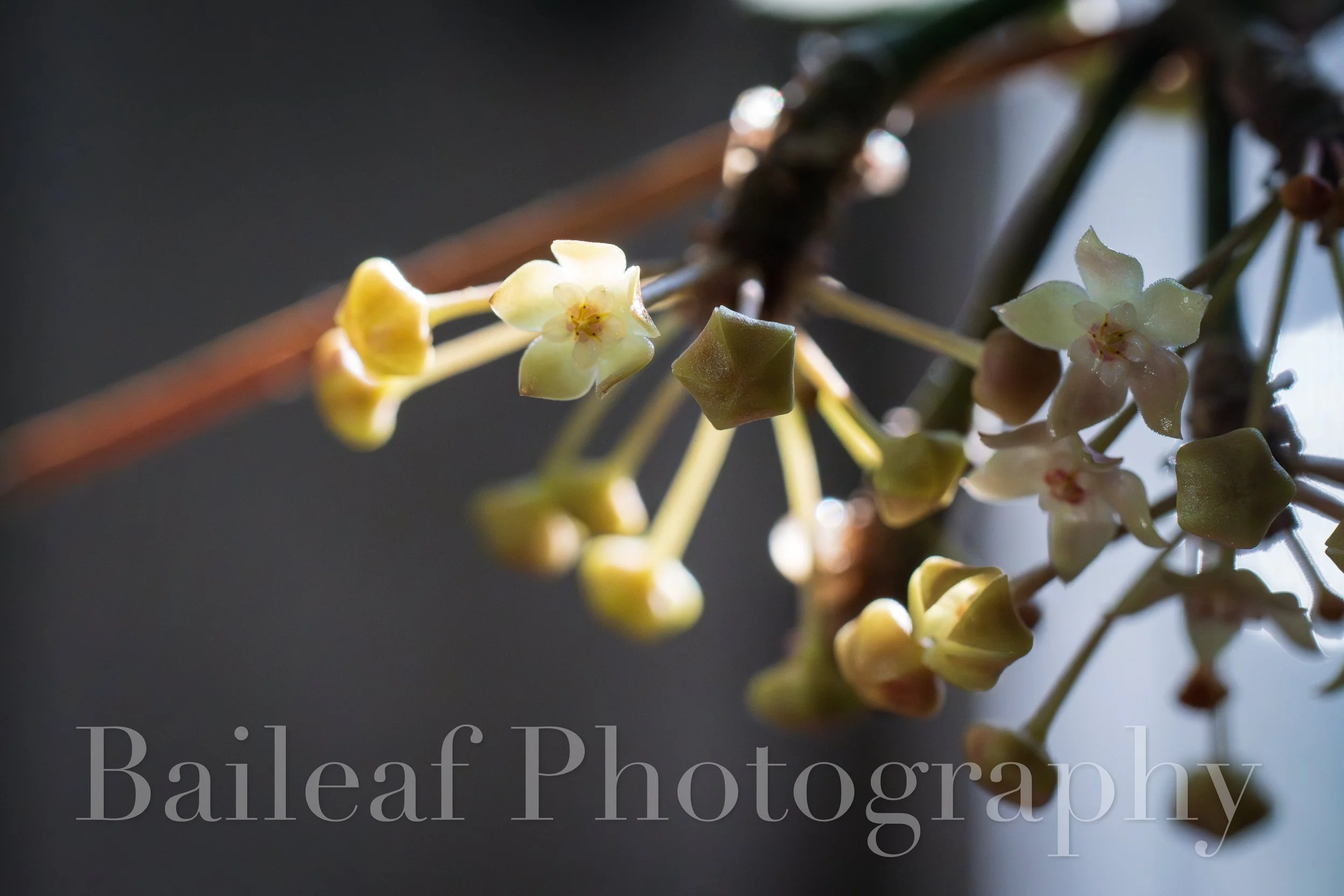 Hoya Blooms