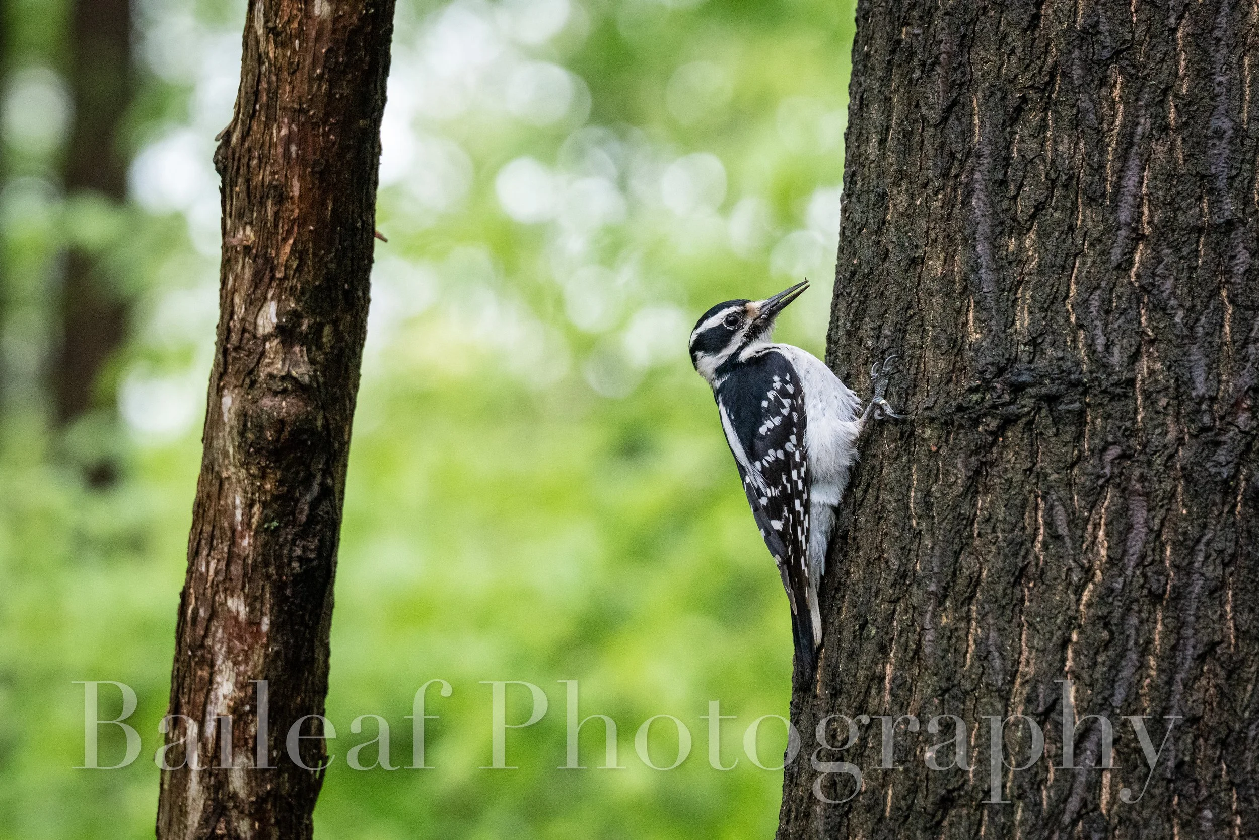 Hairy Woodpecker