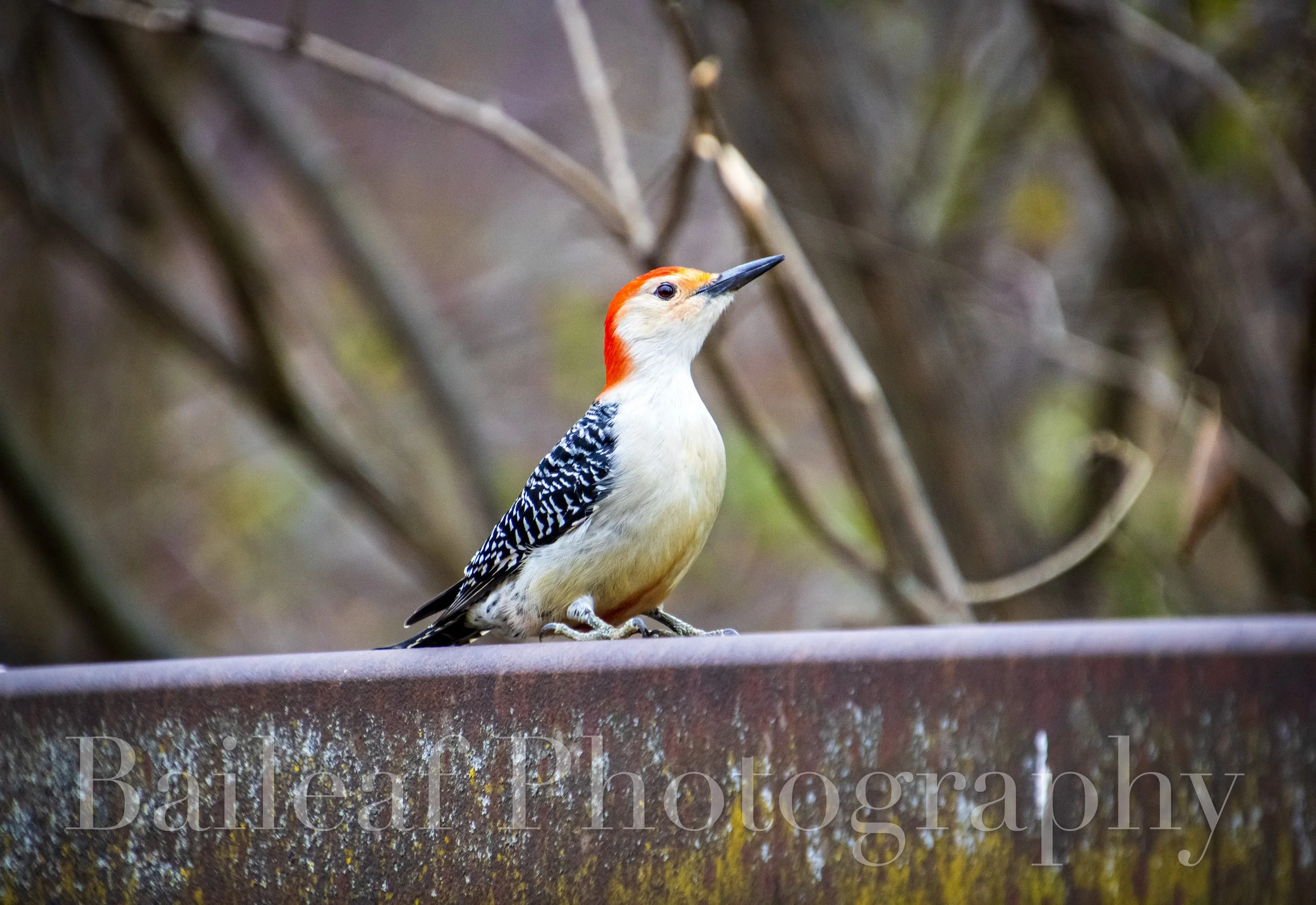Red-bellied Woodpecker