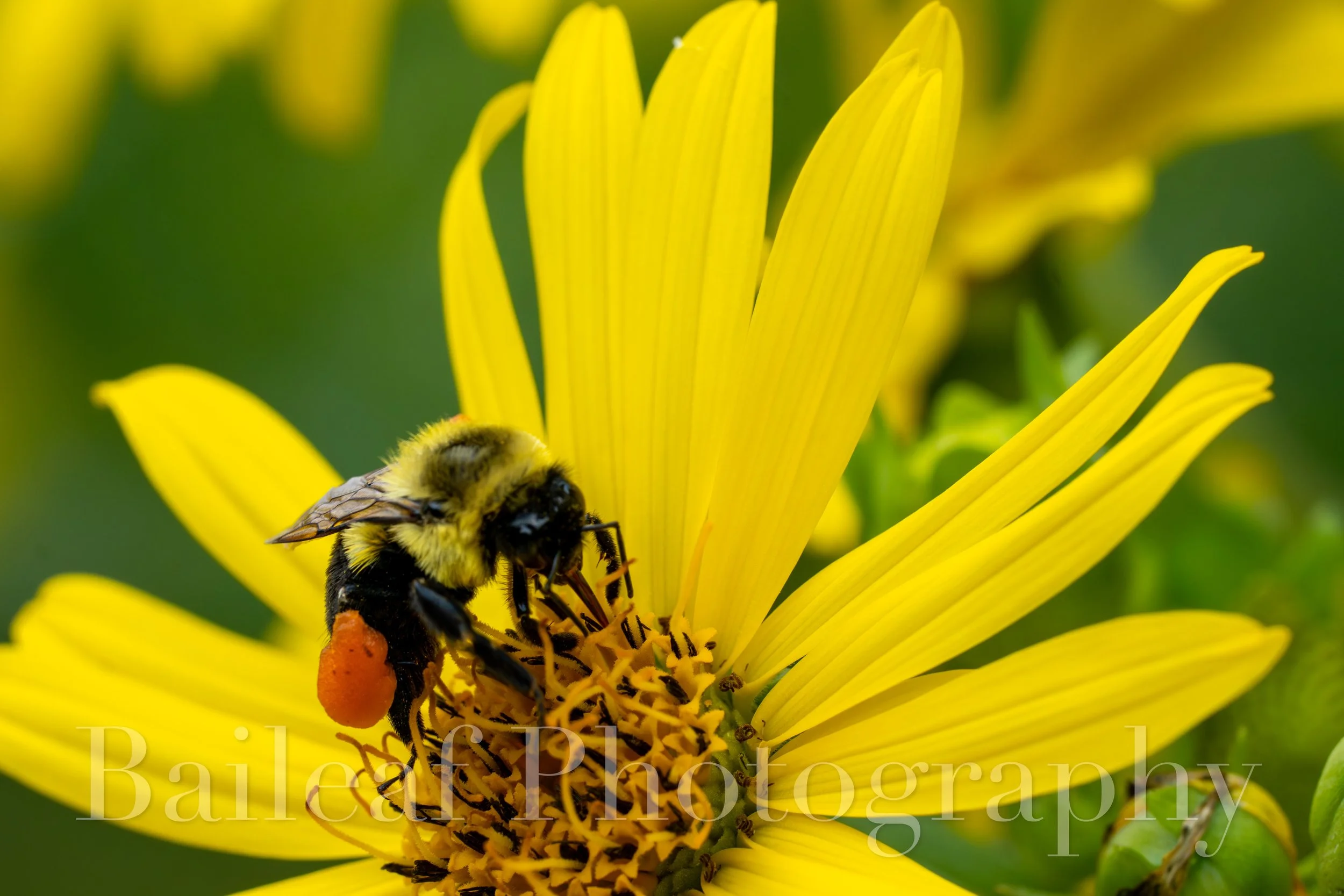 Bee on Flower 2