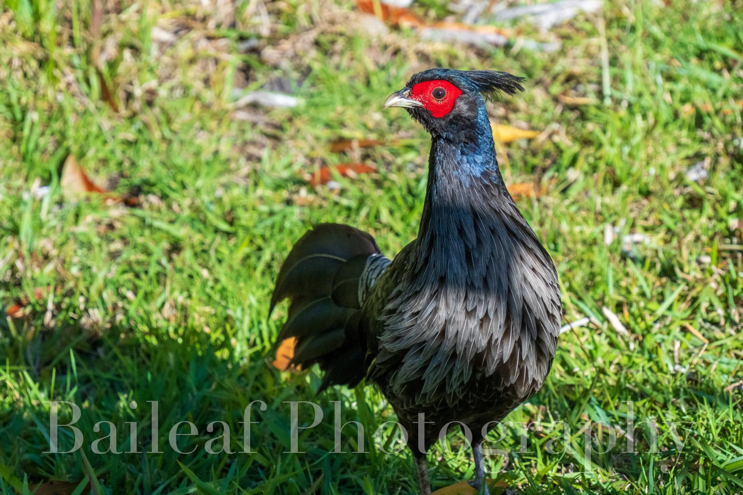 Kalij Pheasant