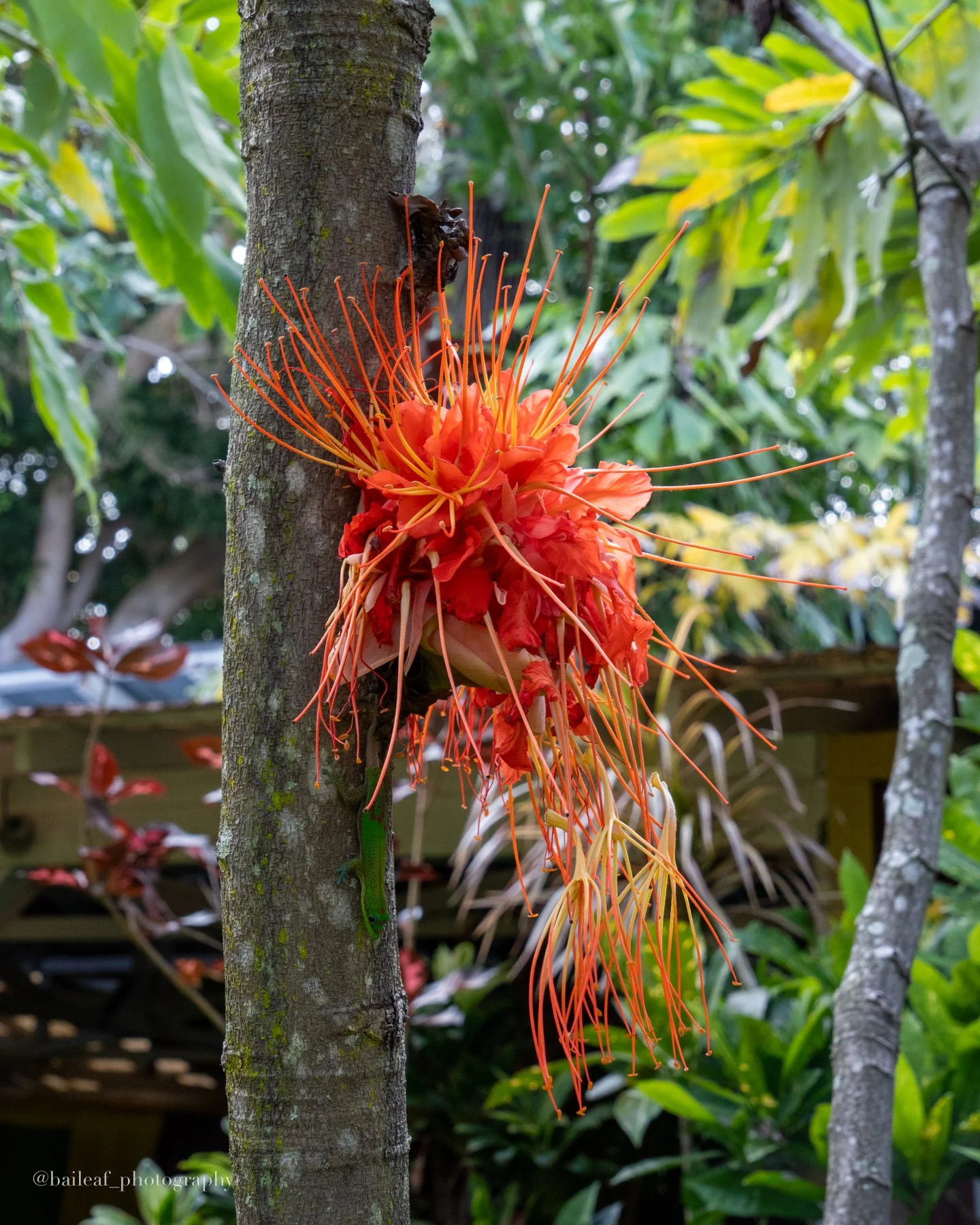 Panama Flame Tree Bloom