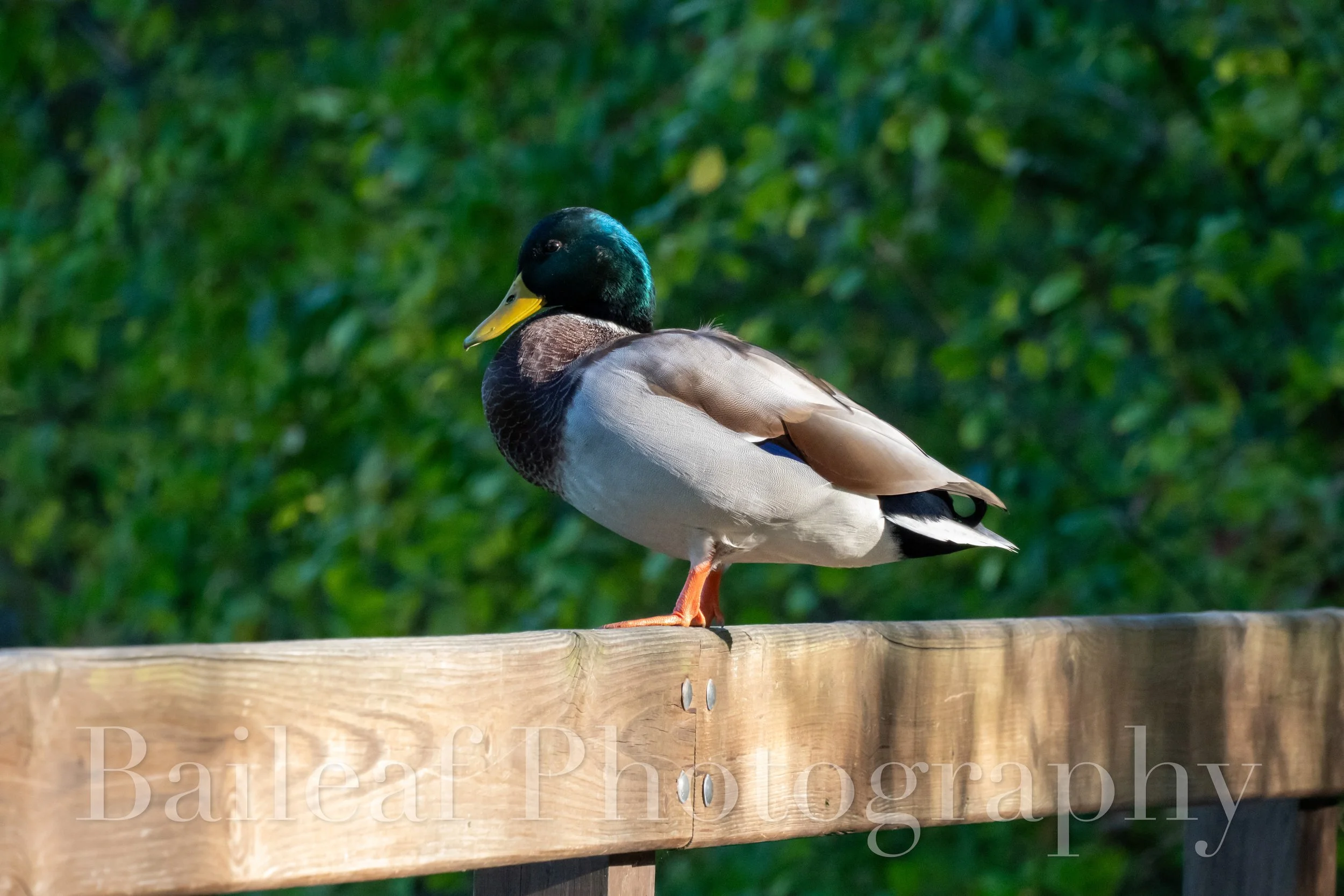Mallard