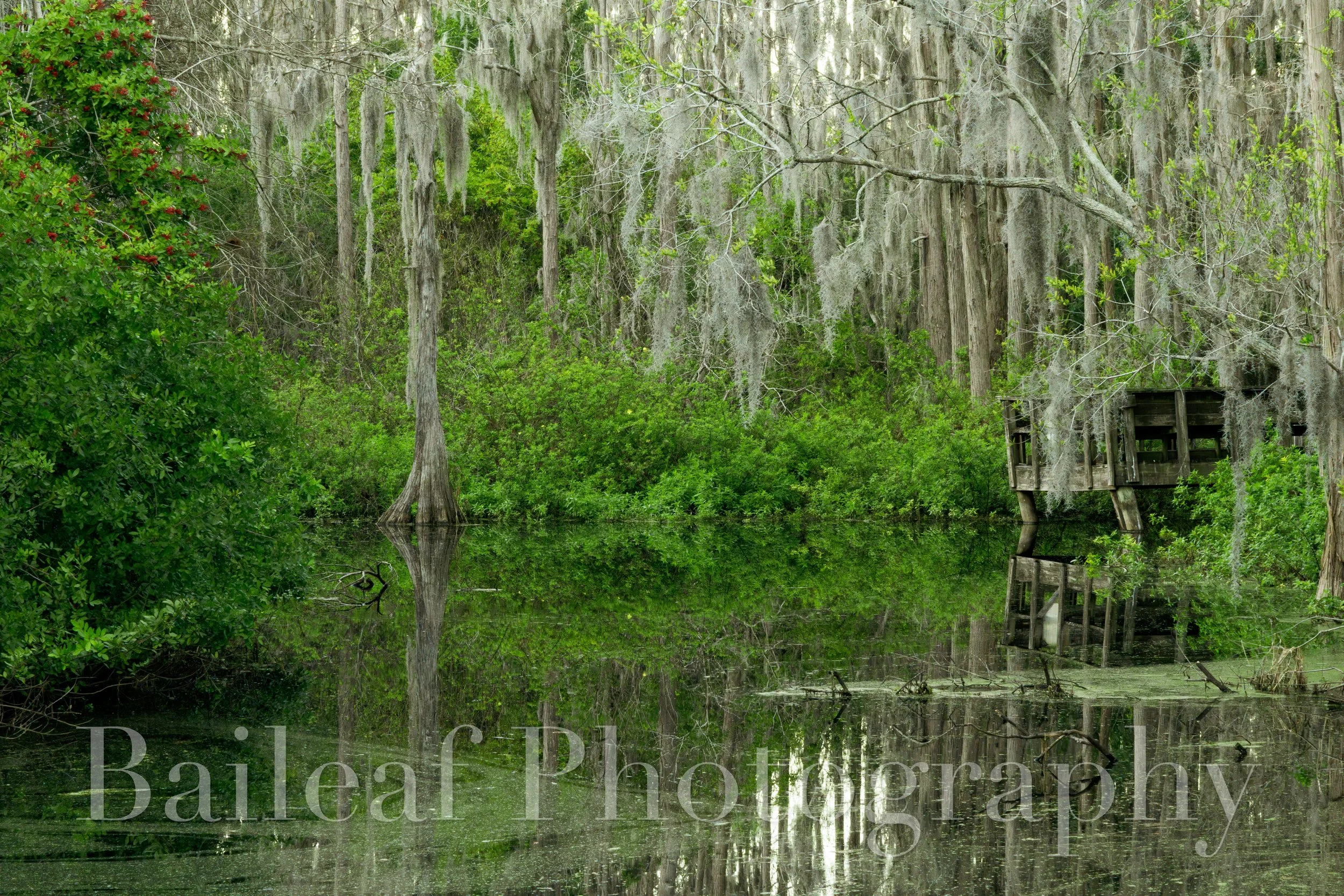 Florida Swamp