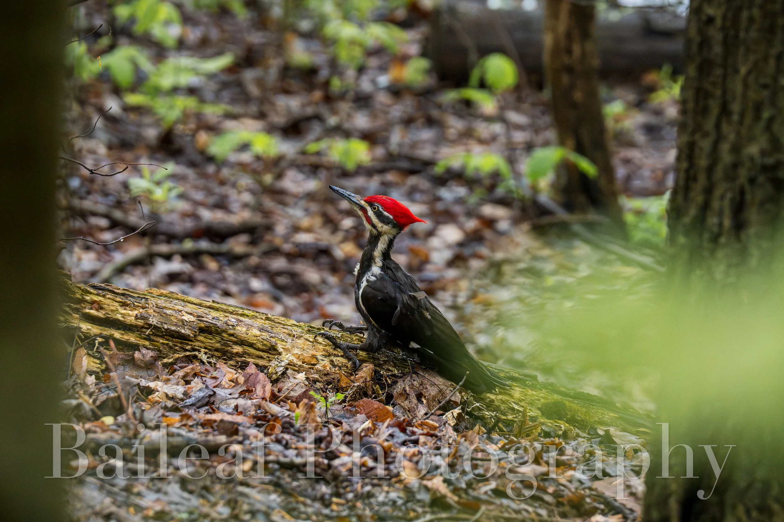 Pileated Woodpecker 1