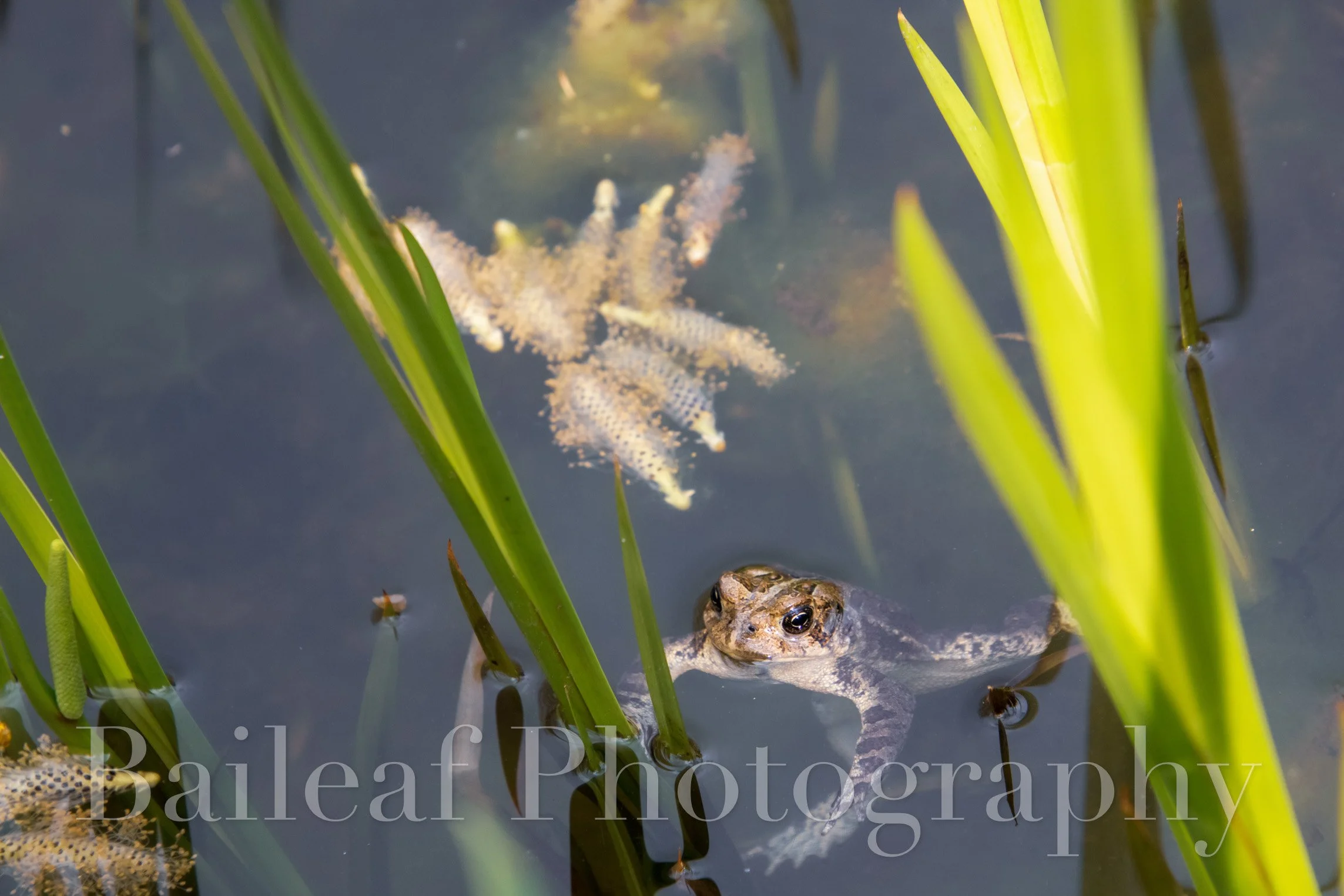 Toad