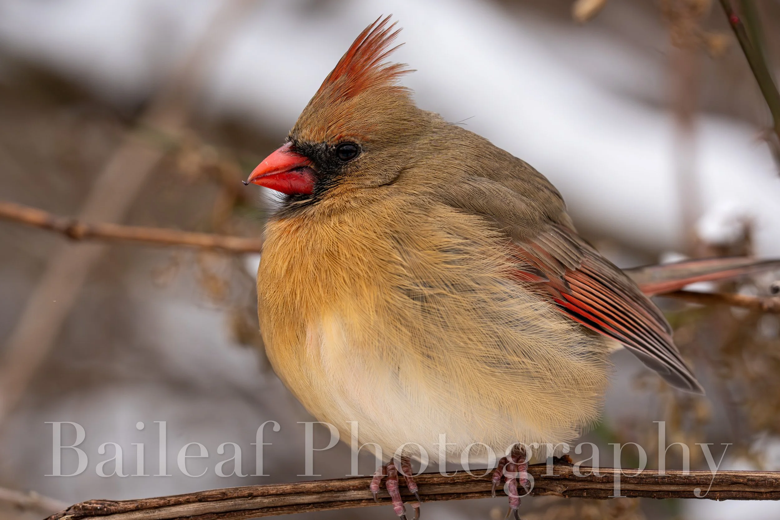 Cardinal 3 (Winter Critters)