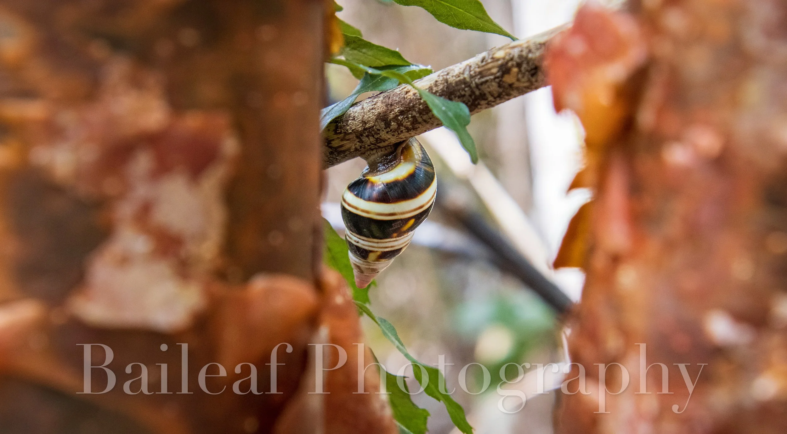 Tree Snail