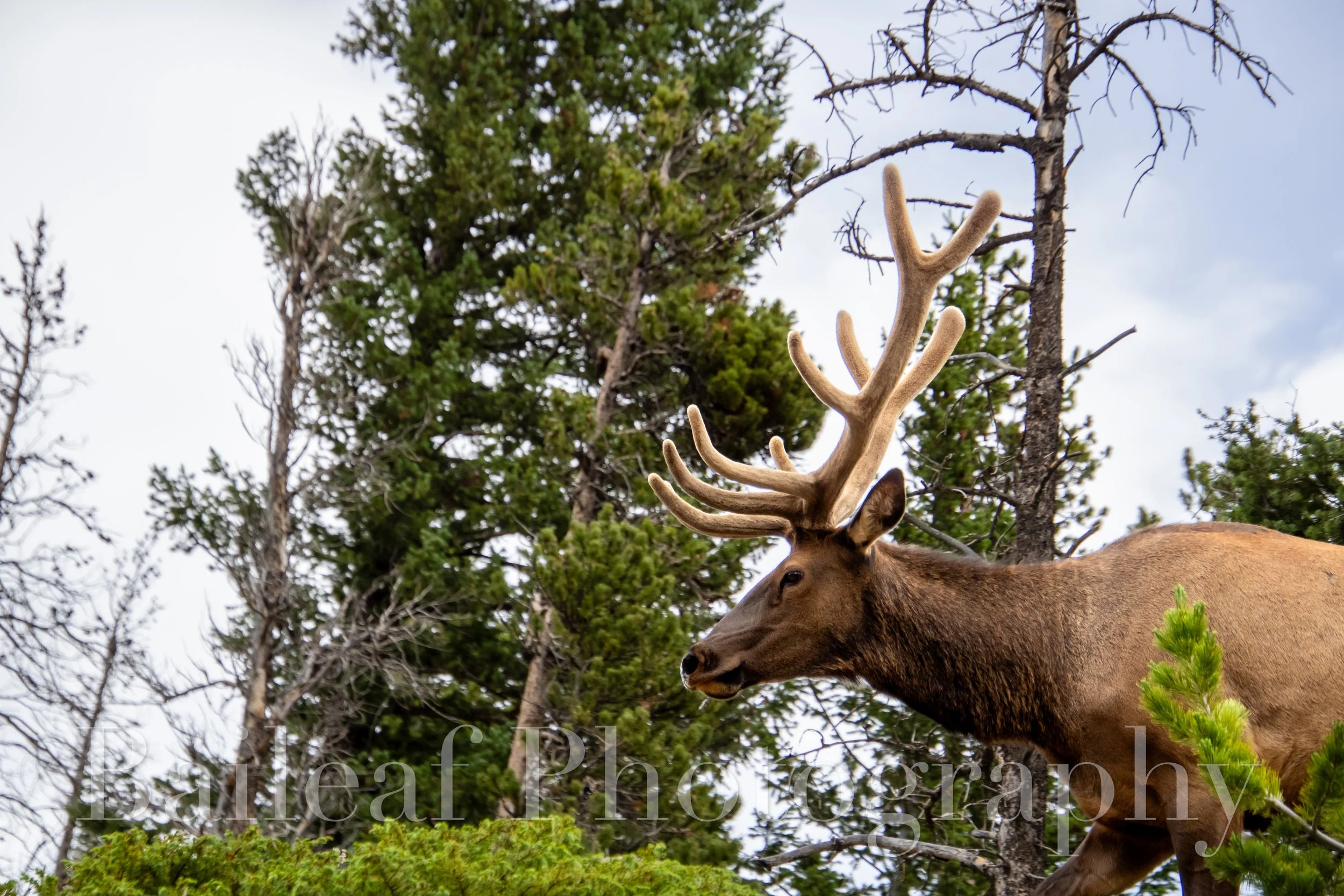 Elk 2