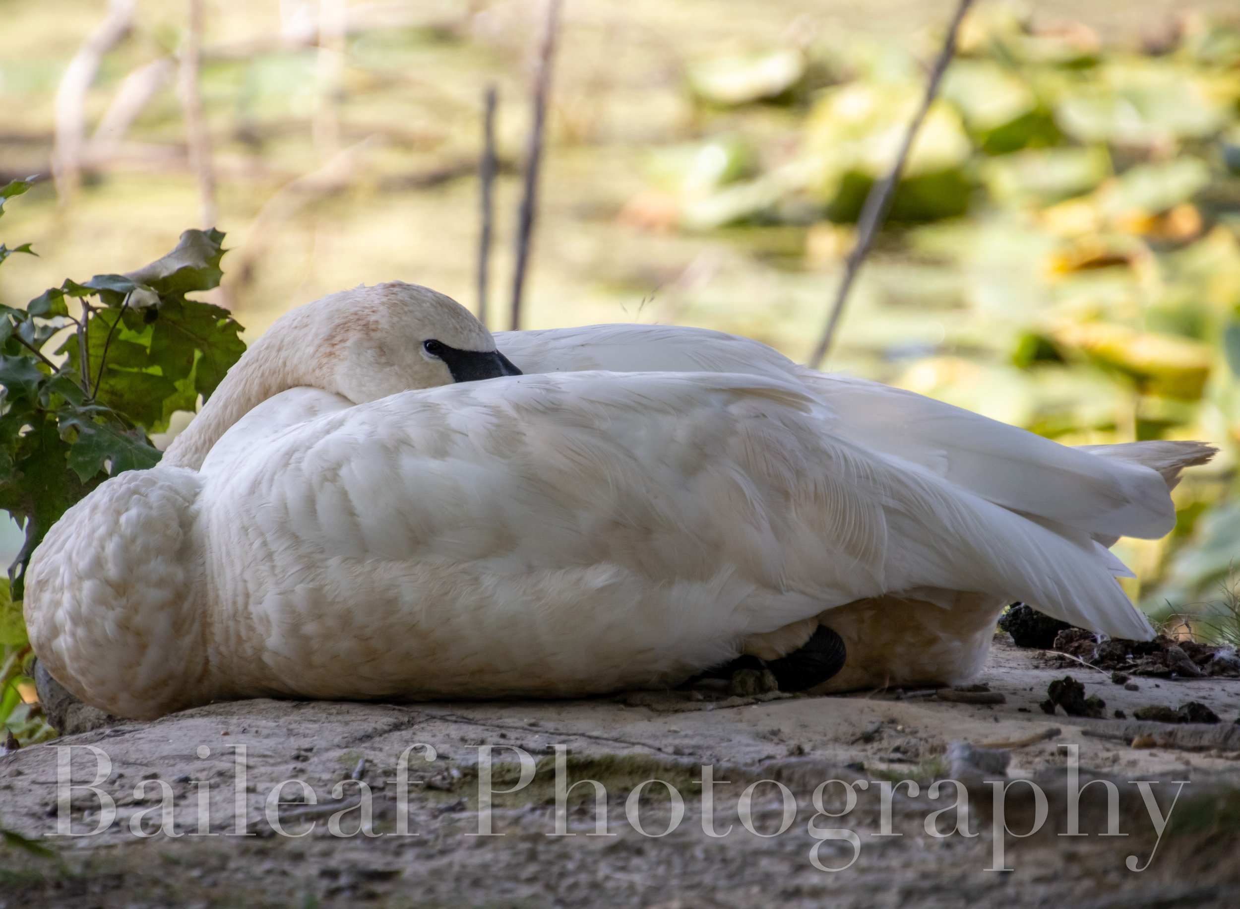 Swan