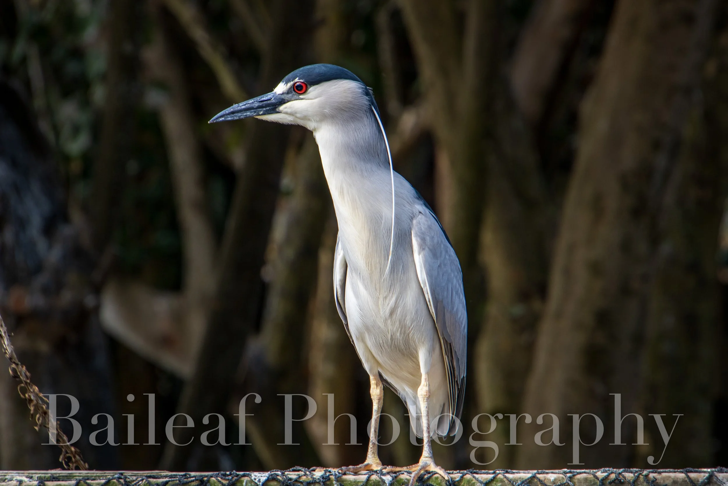  Black-crowned Night Heron 2
