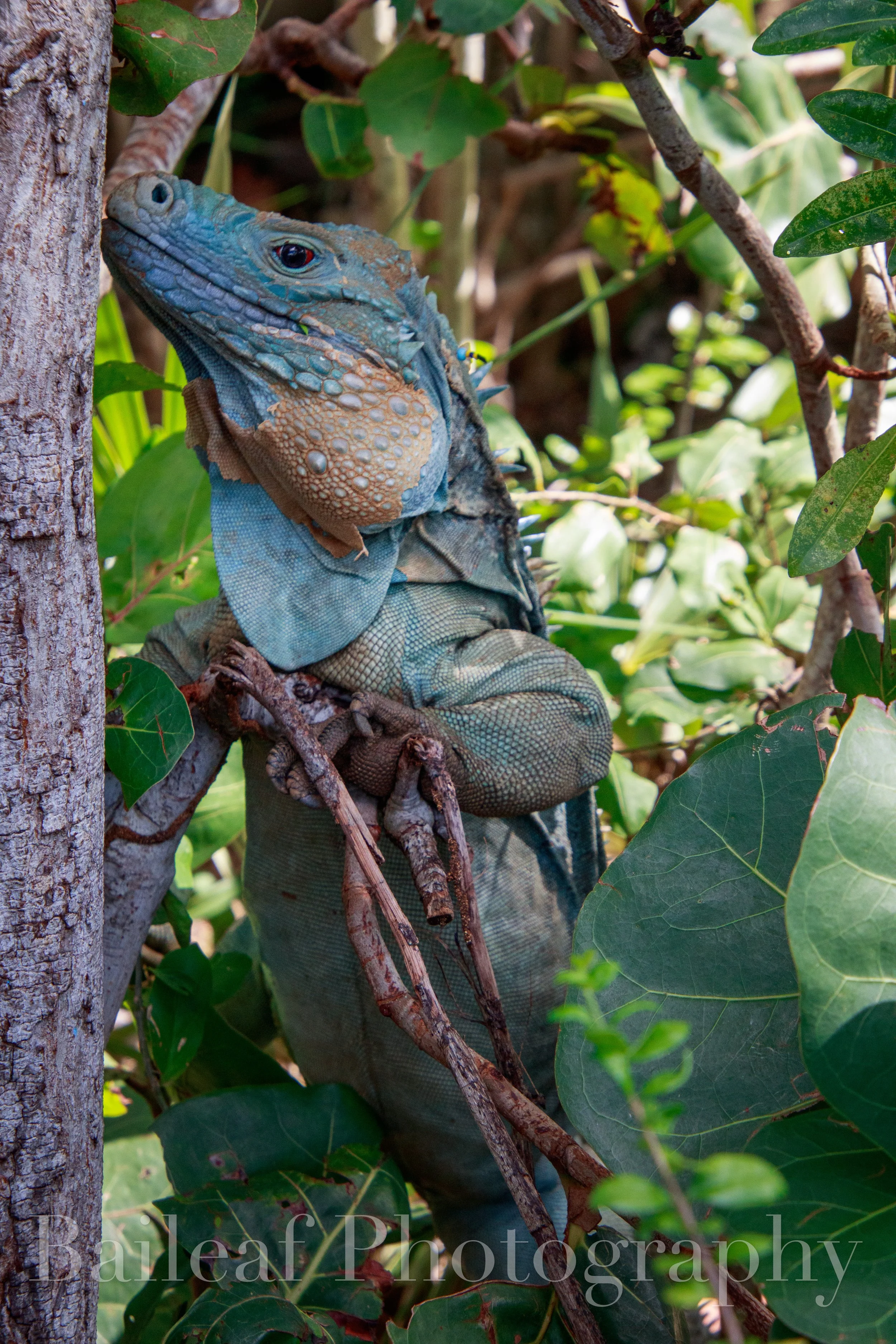  Grand Cayman Blue Iguana 3