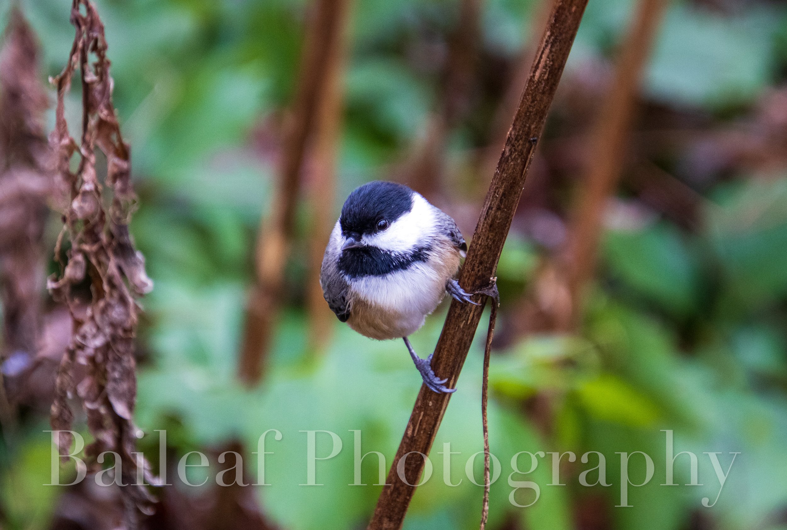 Black-capped Chickadee