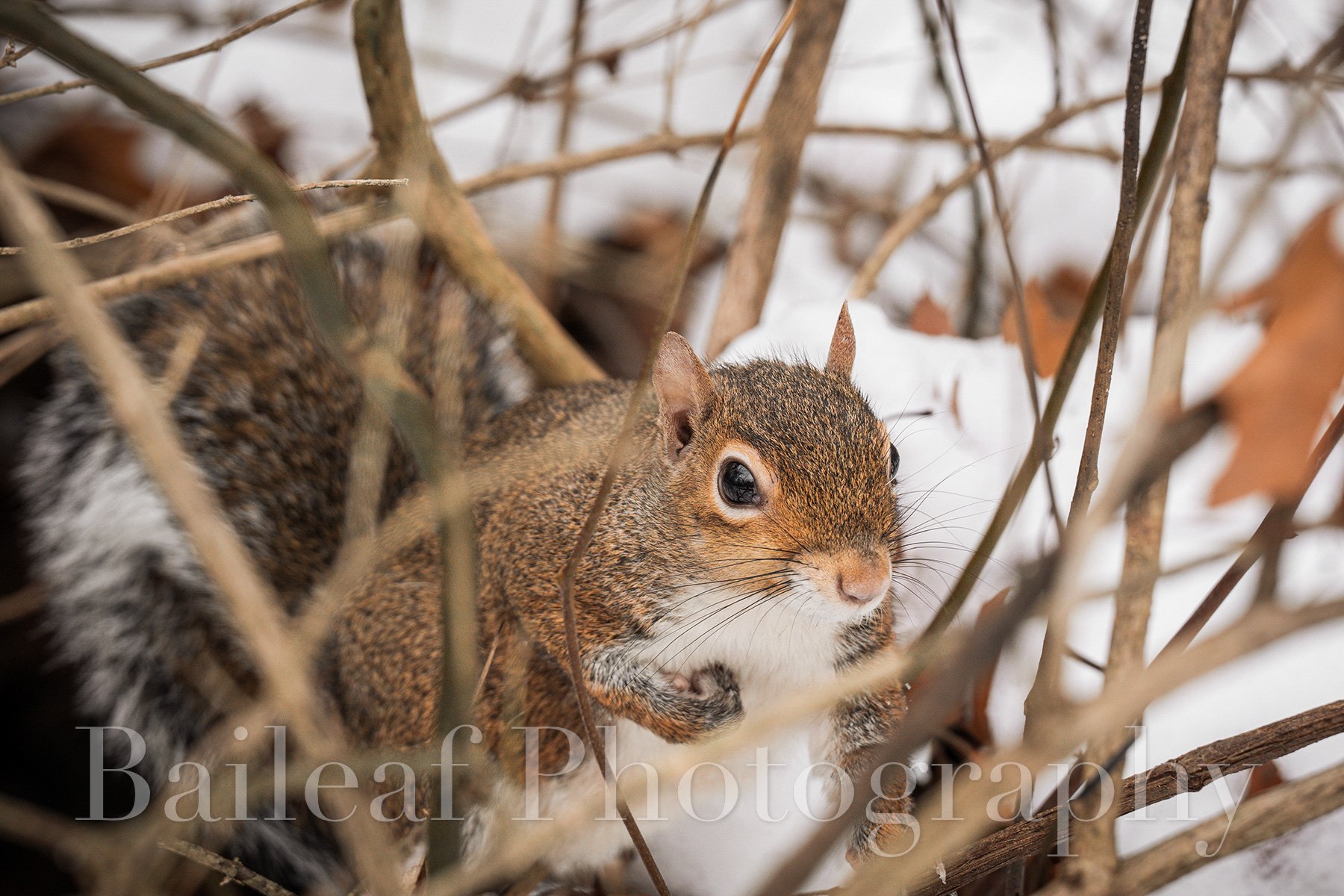 Squirrel 1 (Winter Critters)