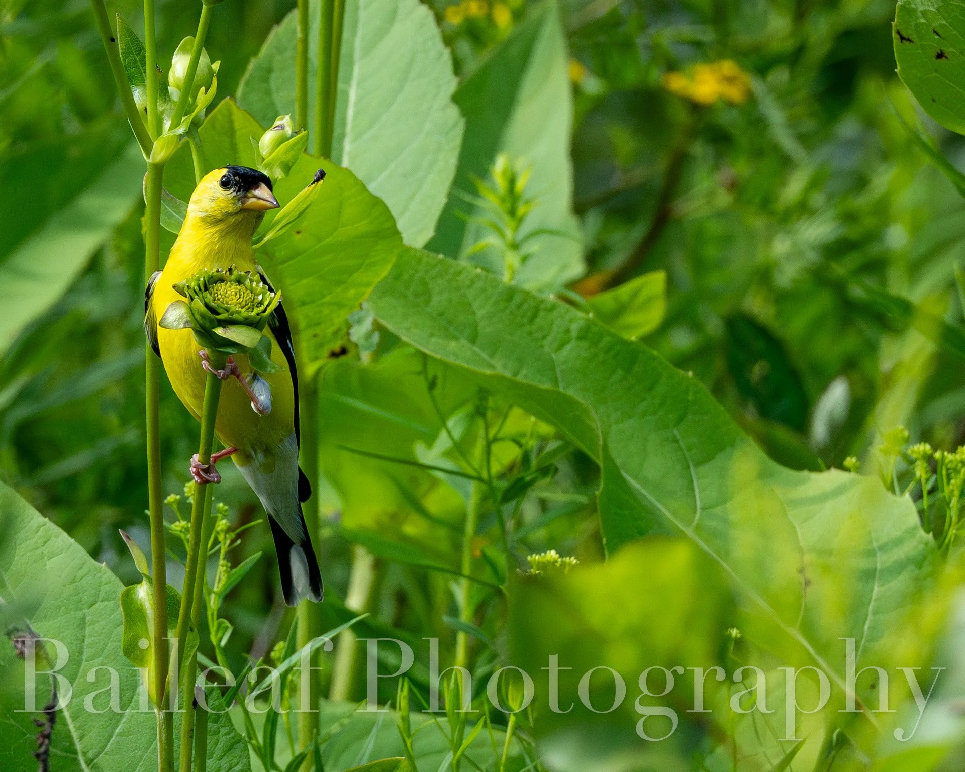 Goldfinch 1