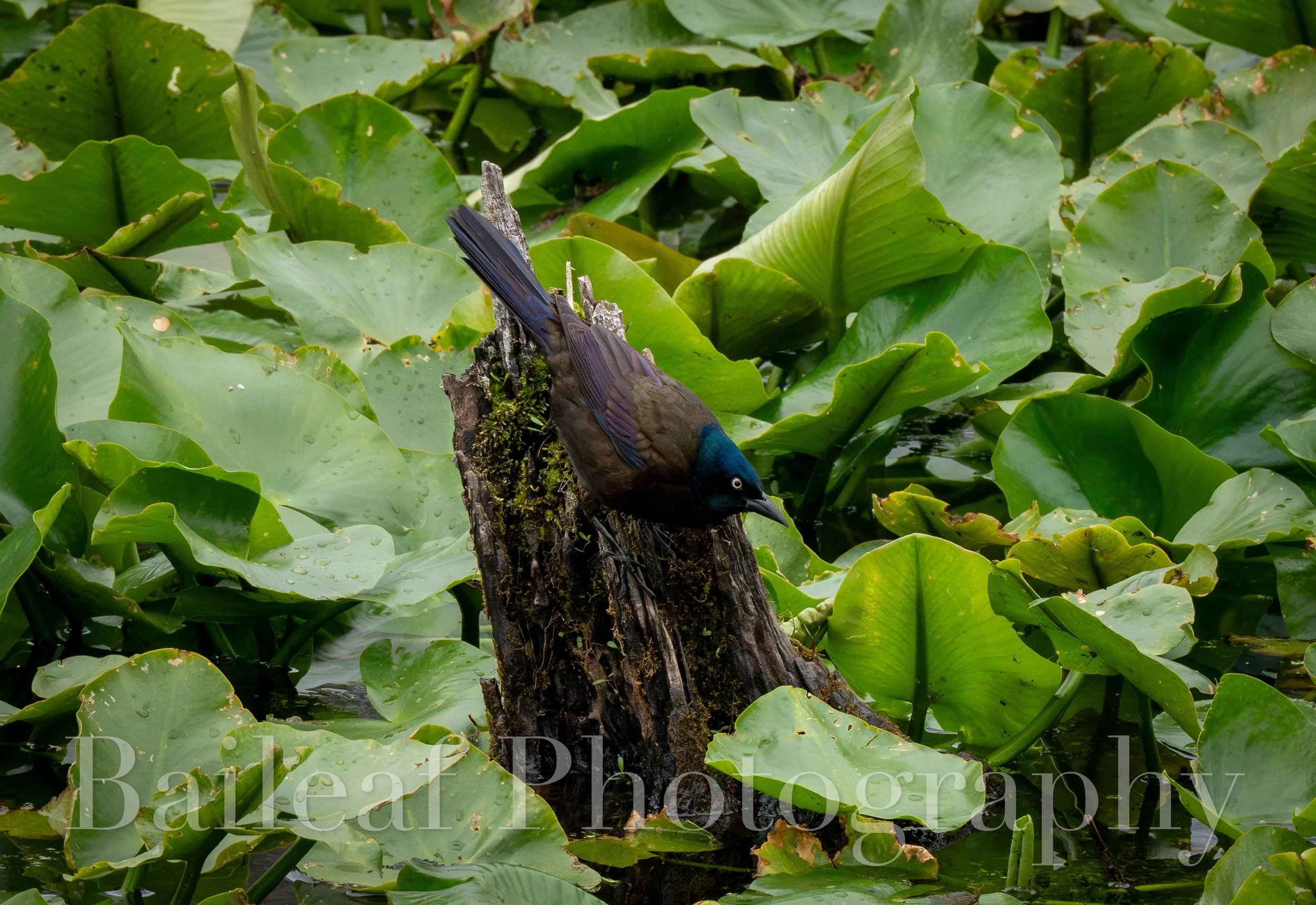 Common Grackle