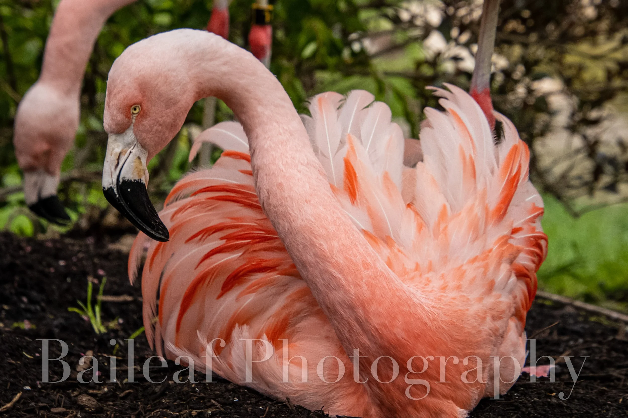 Pink Flamingo