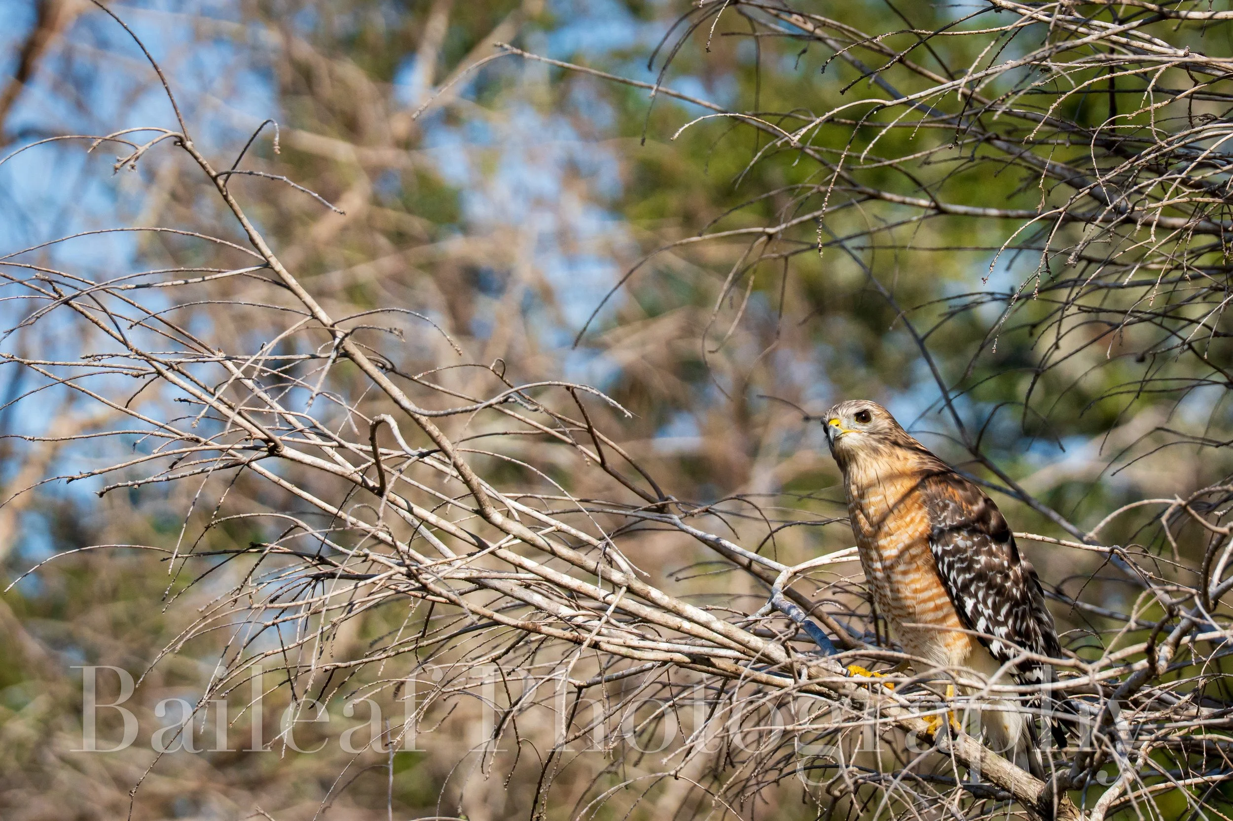 Red-Shouldered Hawk