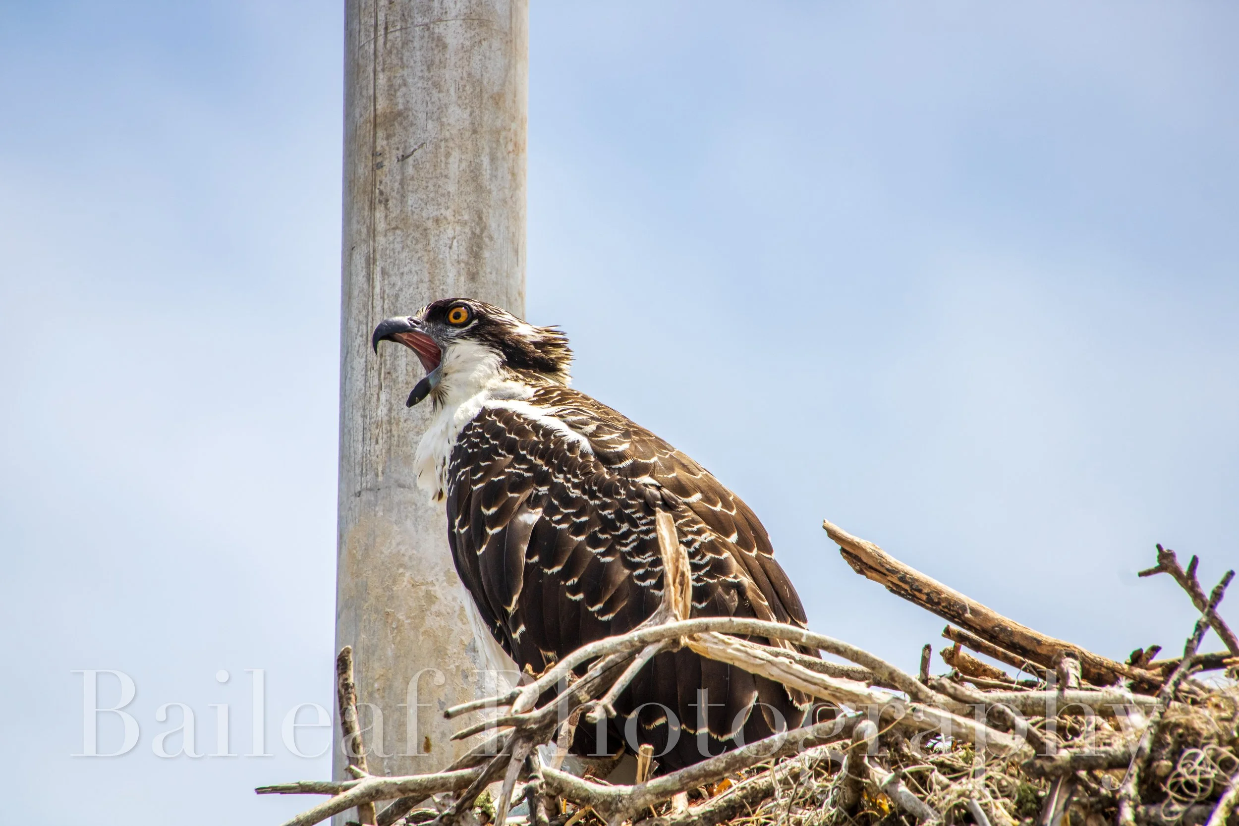 Osprey 1