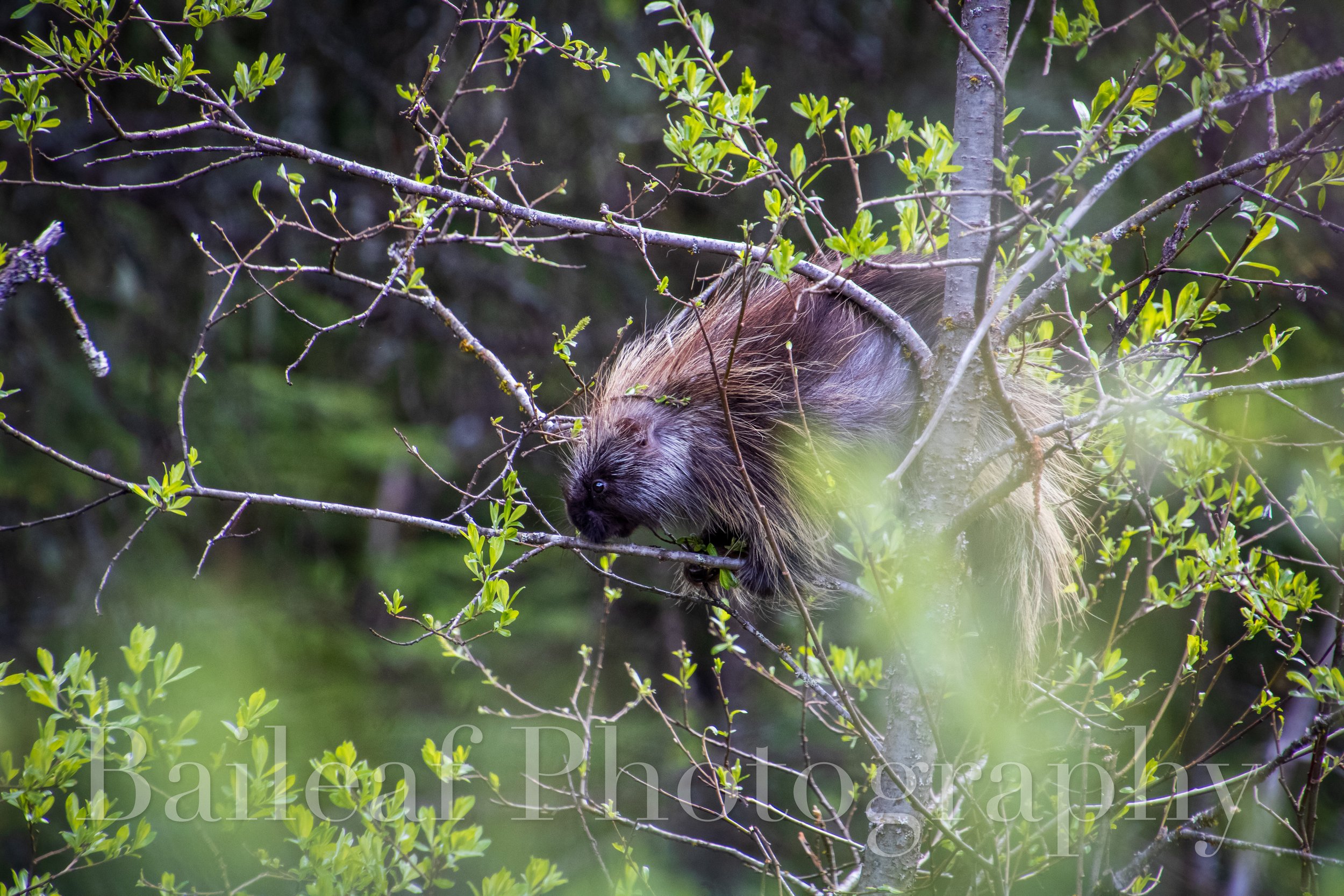Porcupine