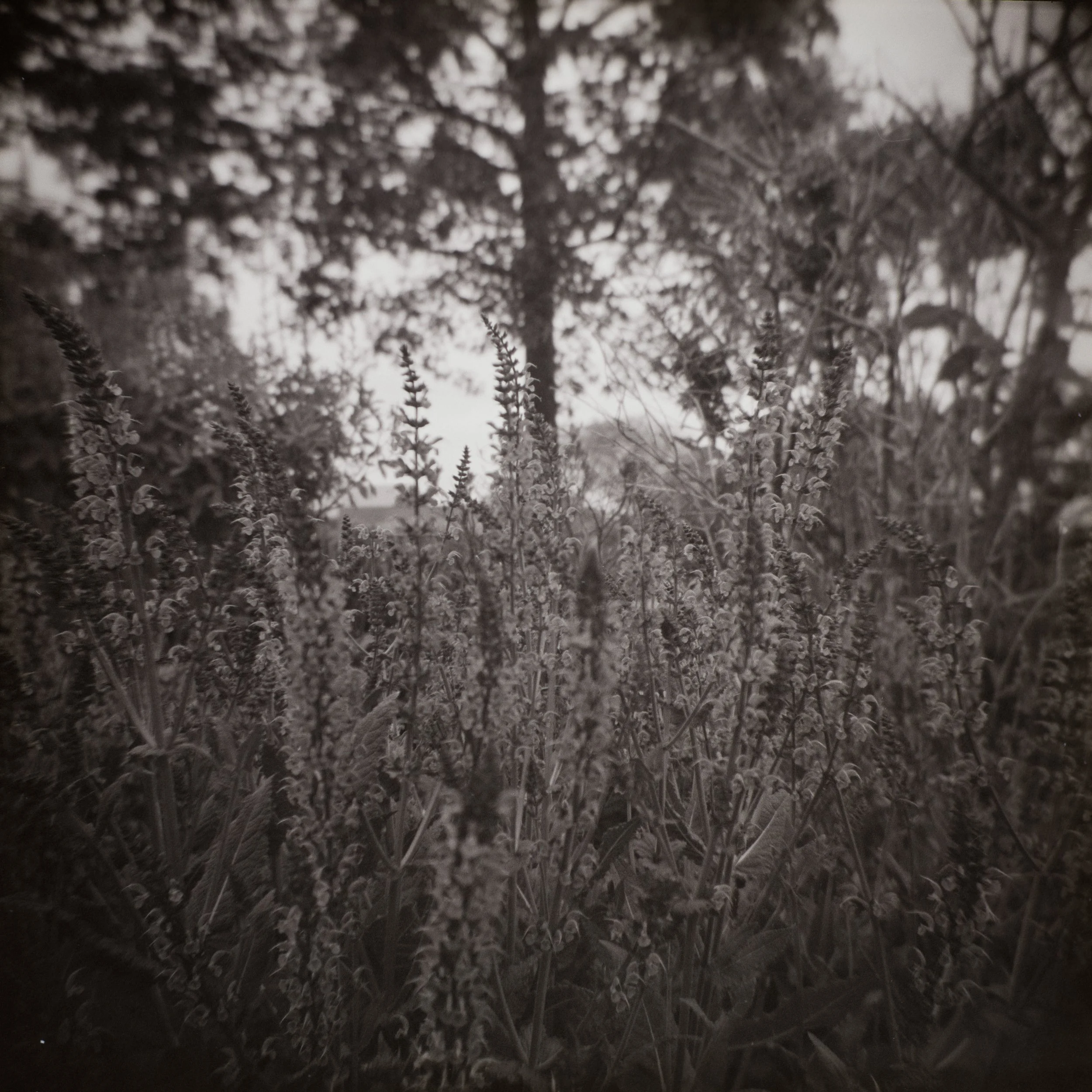 Holga1.jpg