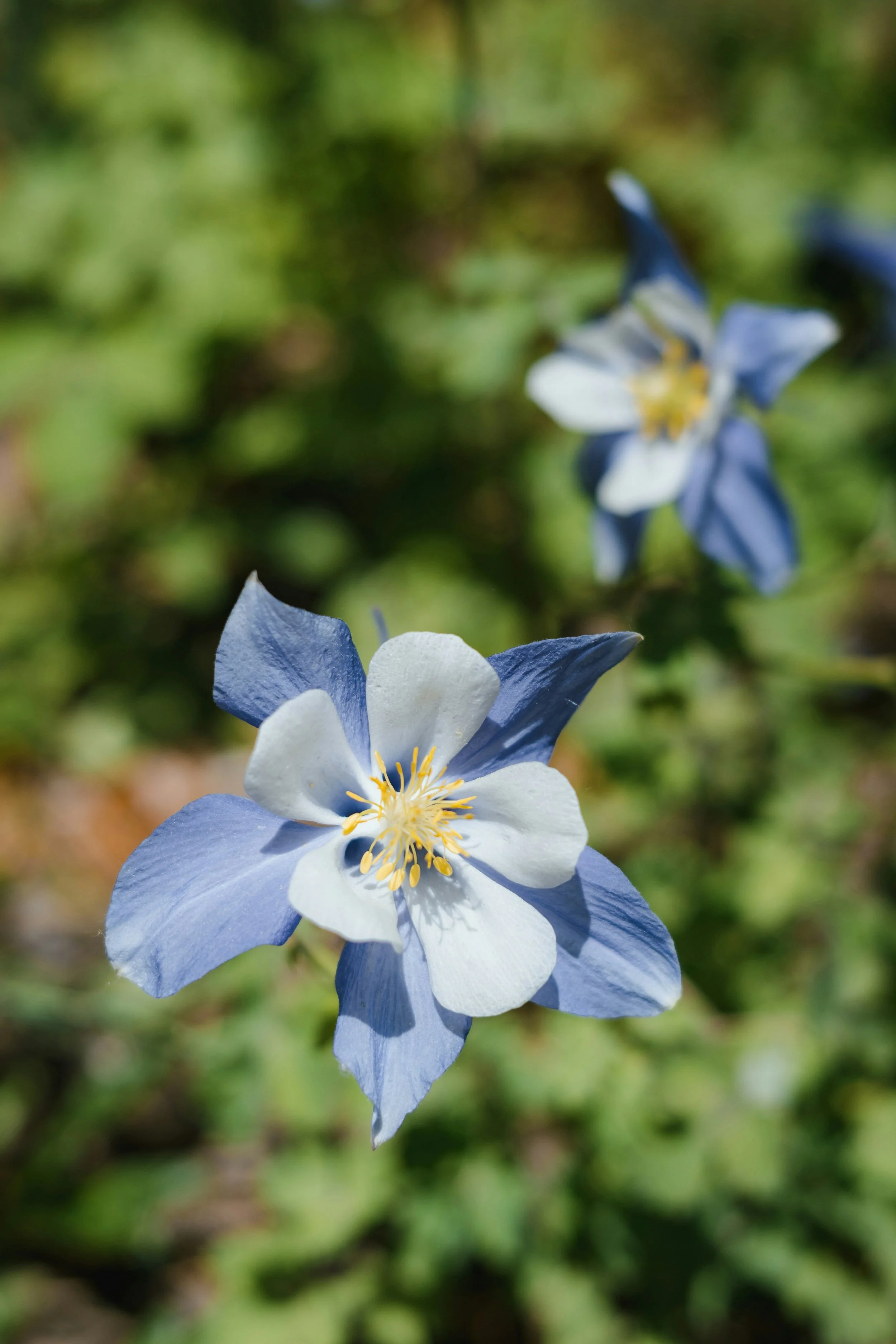 Close-up of a blue and white flower with yellow stamens against a blurred green background.