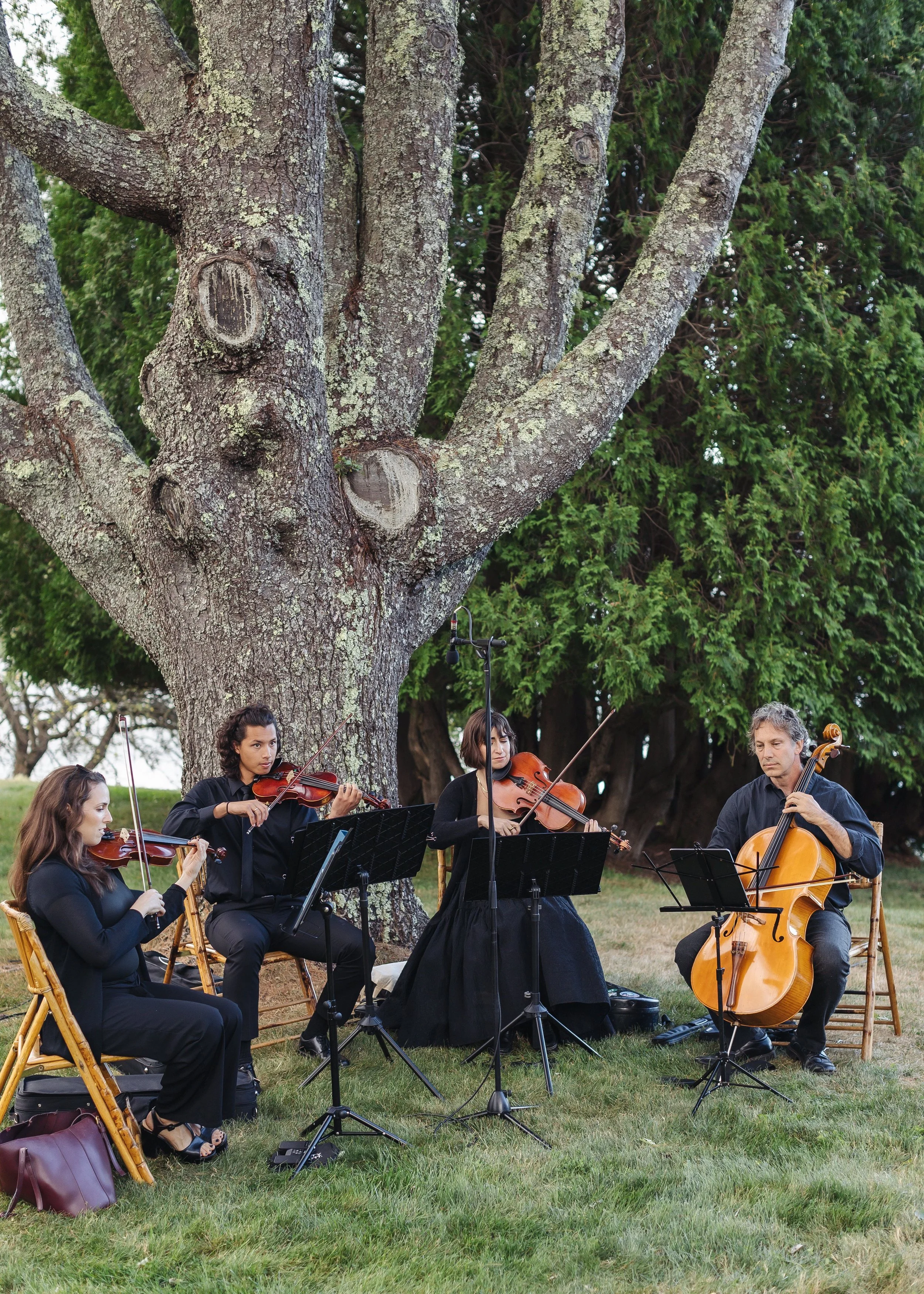 A group of musicians playing string instruments outdoors under a large tree, with four women and one man, during daytime.