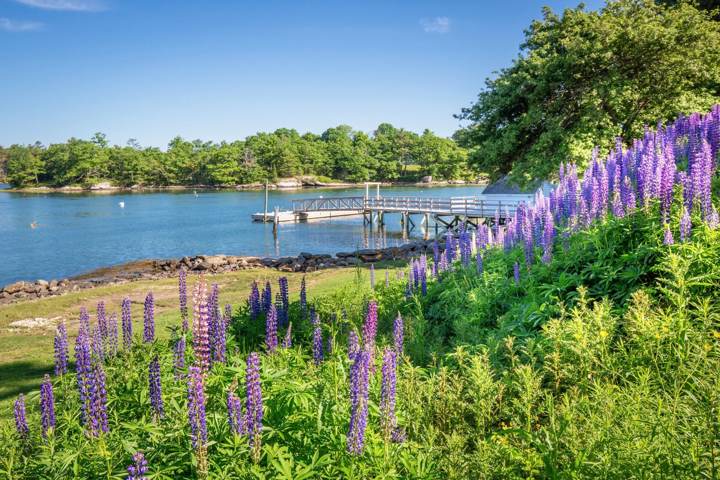 A waterfront scene with a wooden pier extending into calm water, surrounded by green trees on a bright sunny day, with purple flowers in the foreground.