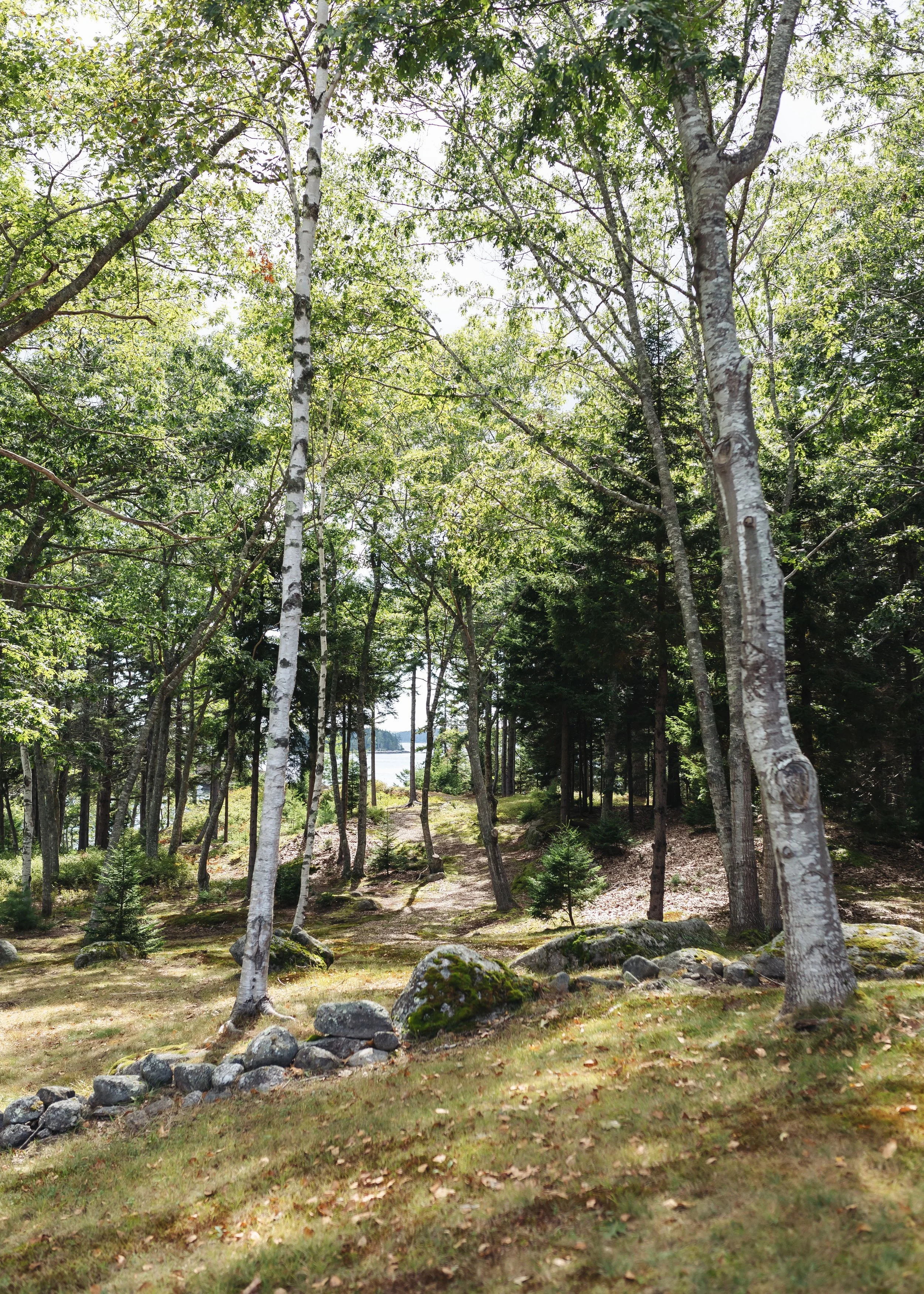 Forest scene with tall birch trees and a view of the ocean in the distance.