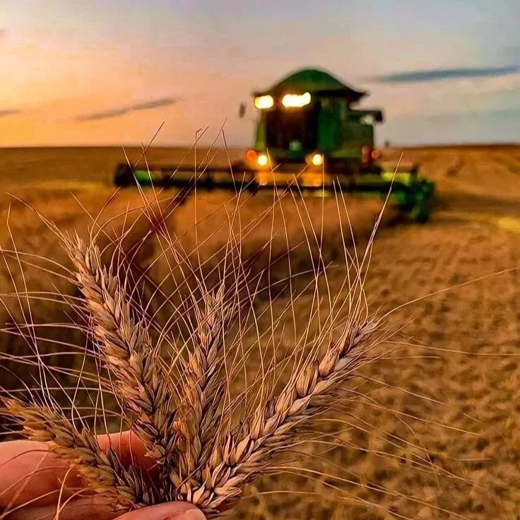 Feixes de trigo em primeiro plano e uma colheitadeira no campo ao fundo ao entardecer.